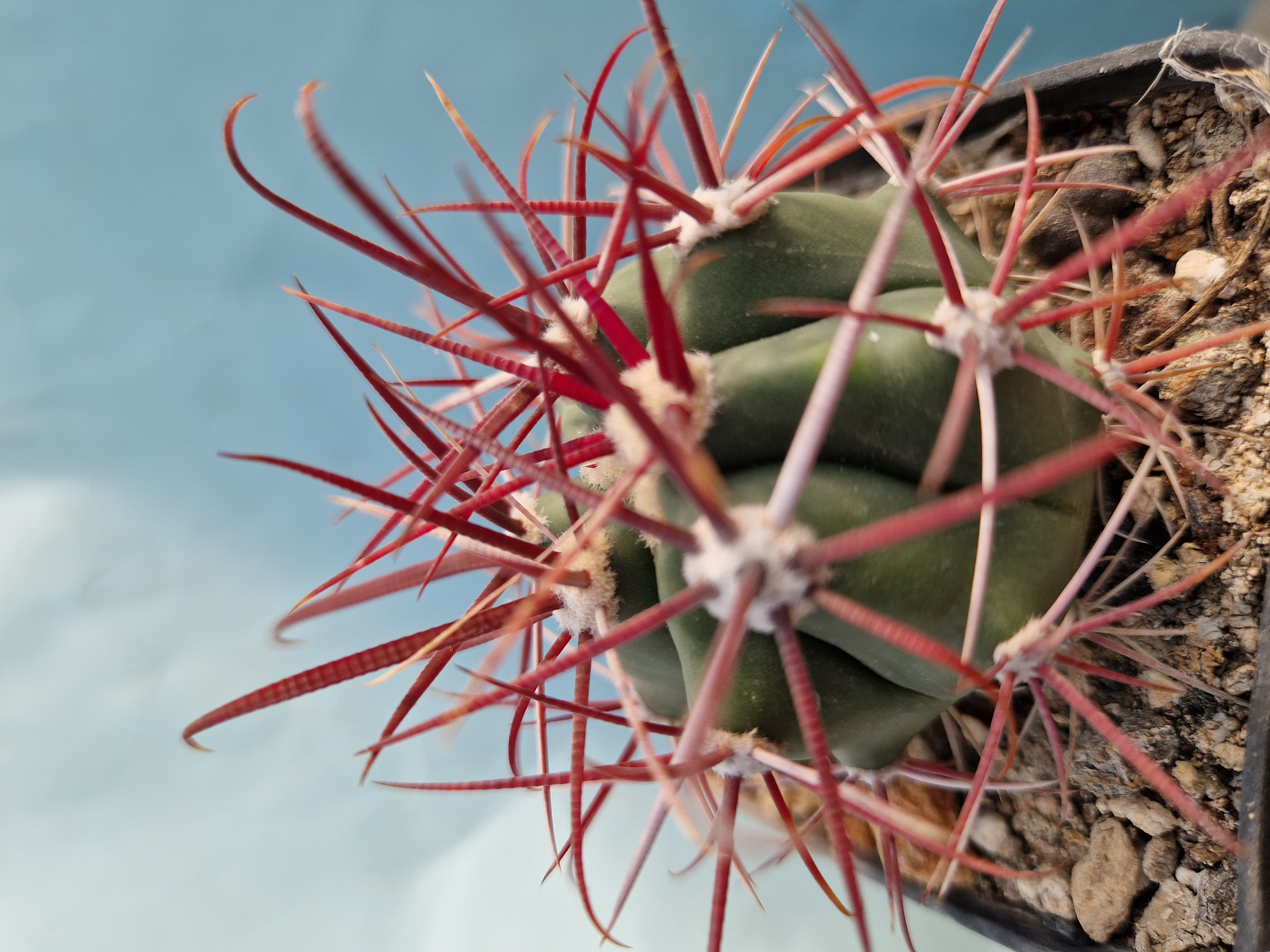 Ferocactus gracilis