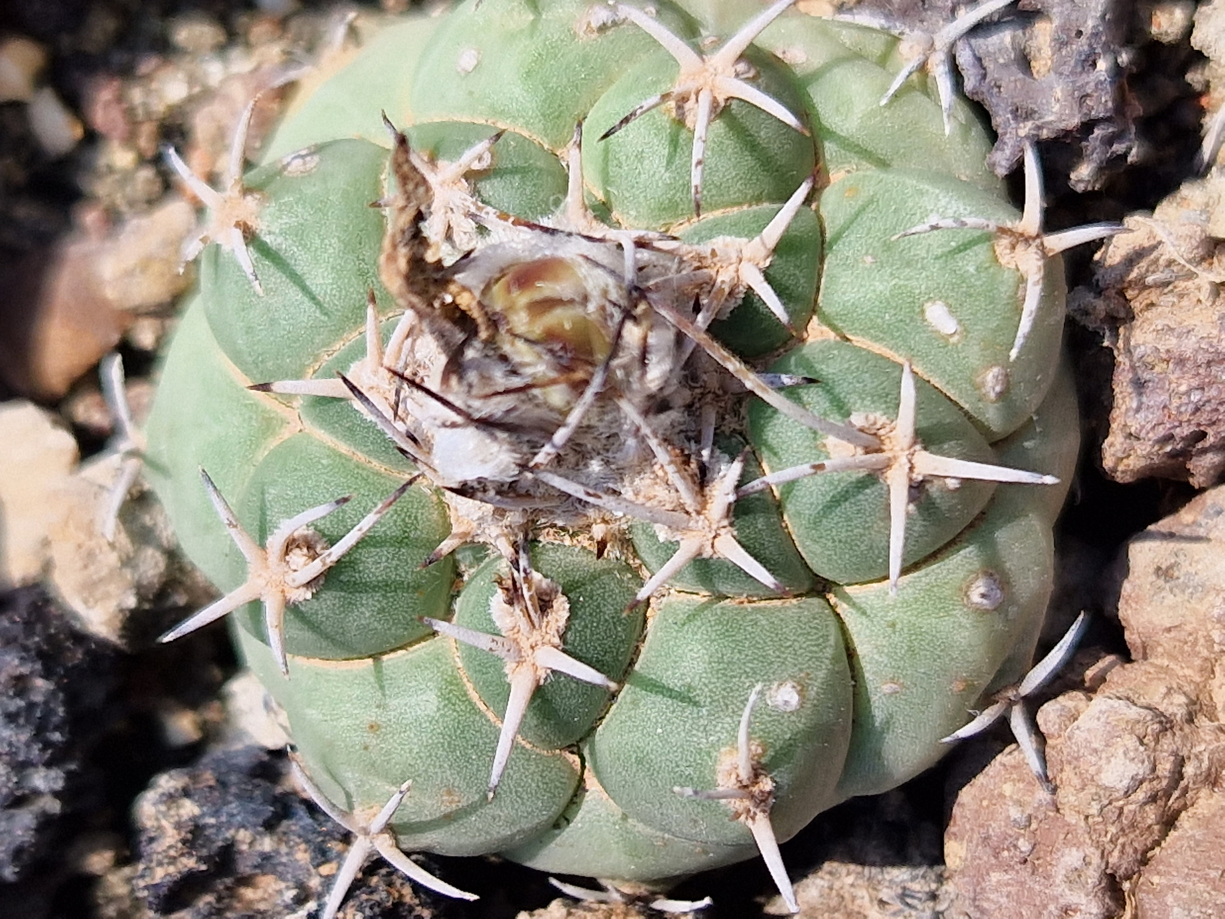 Turbinicarpus <br>lophophoroides