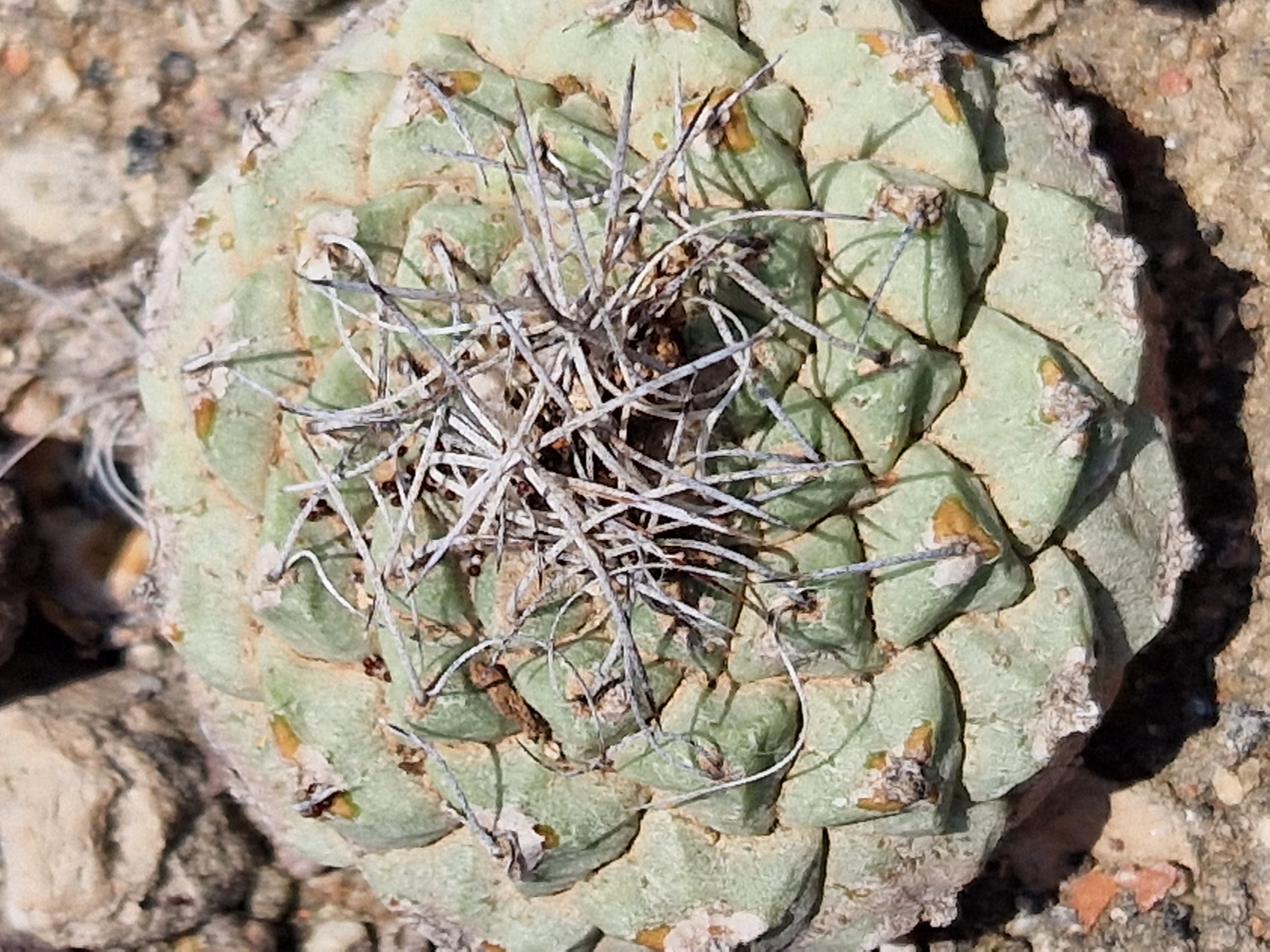 Strombocactus disciformis