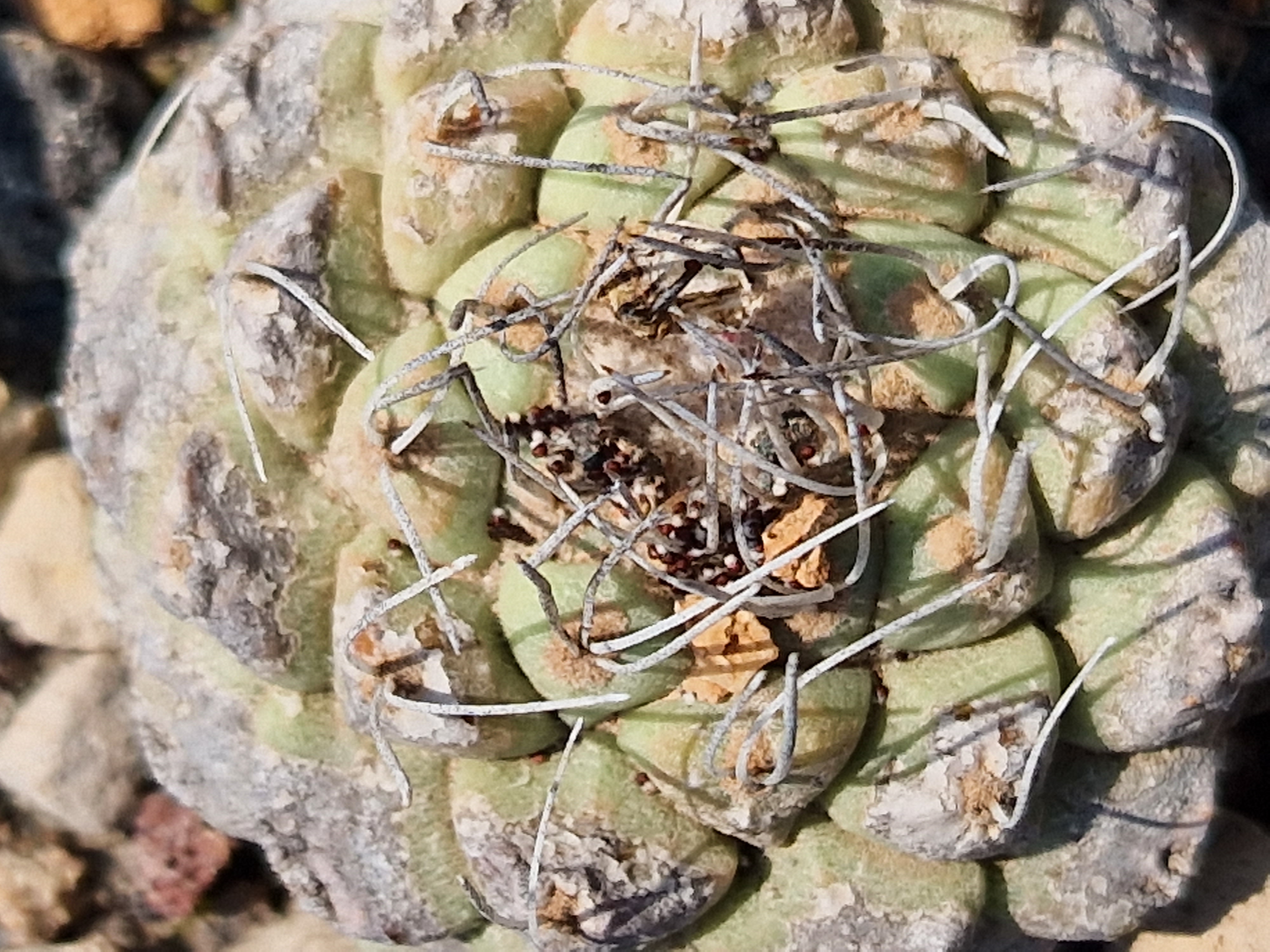 Strombocactus disciformis