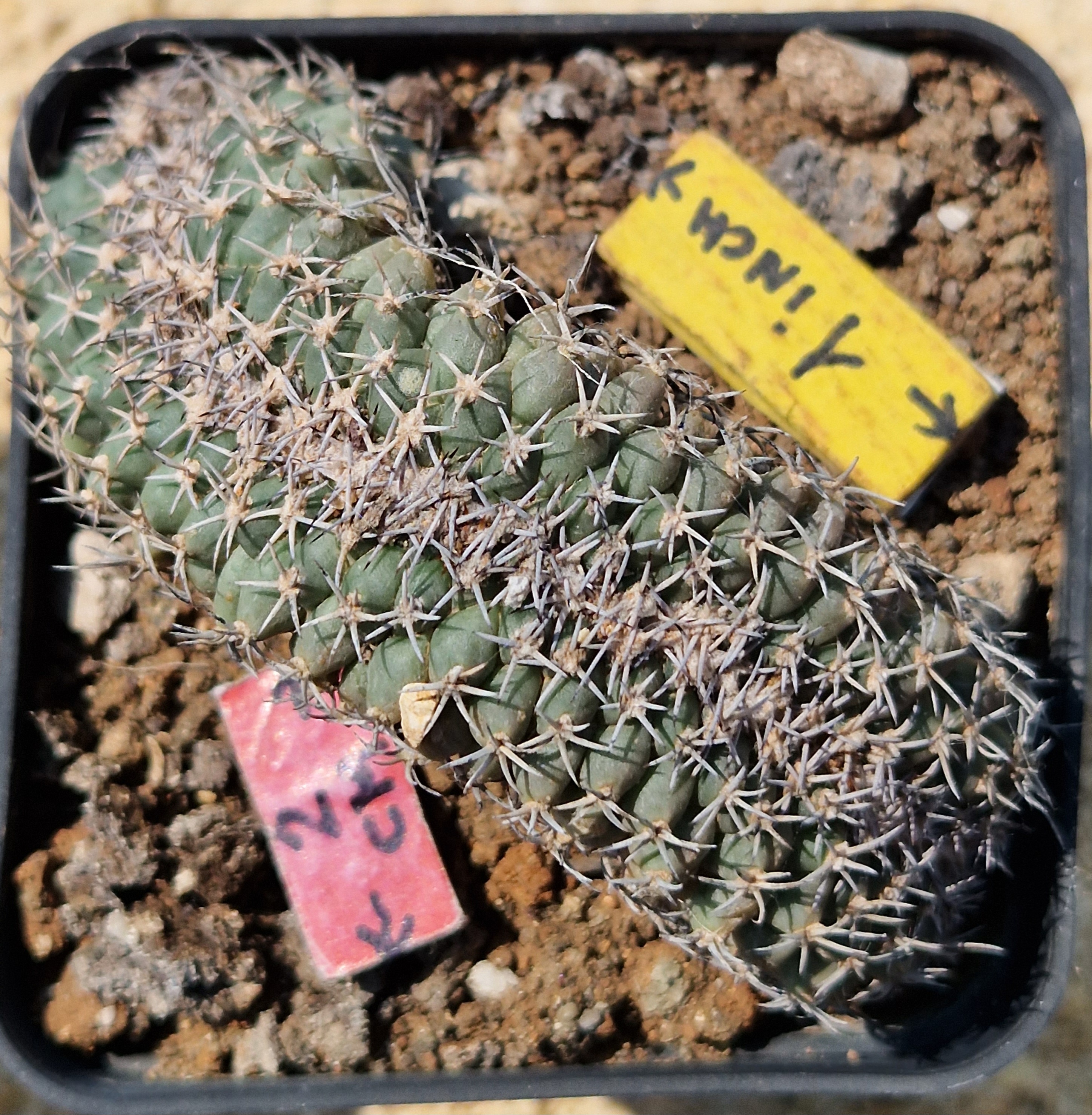 Turbinicarpus lophophoroides