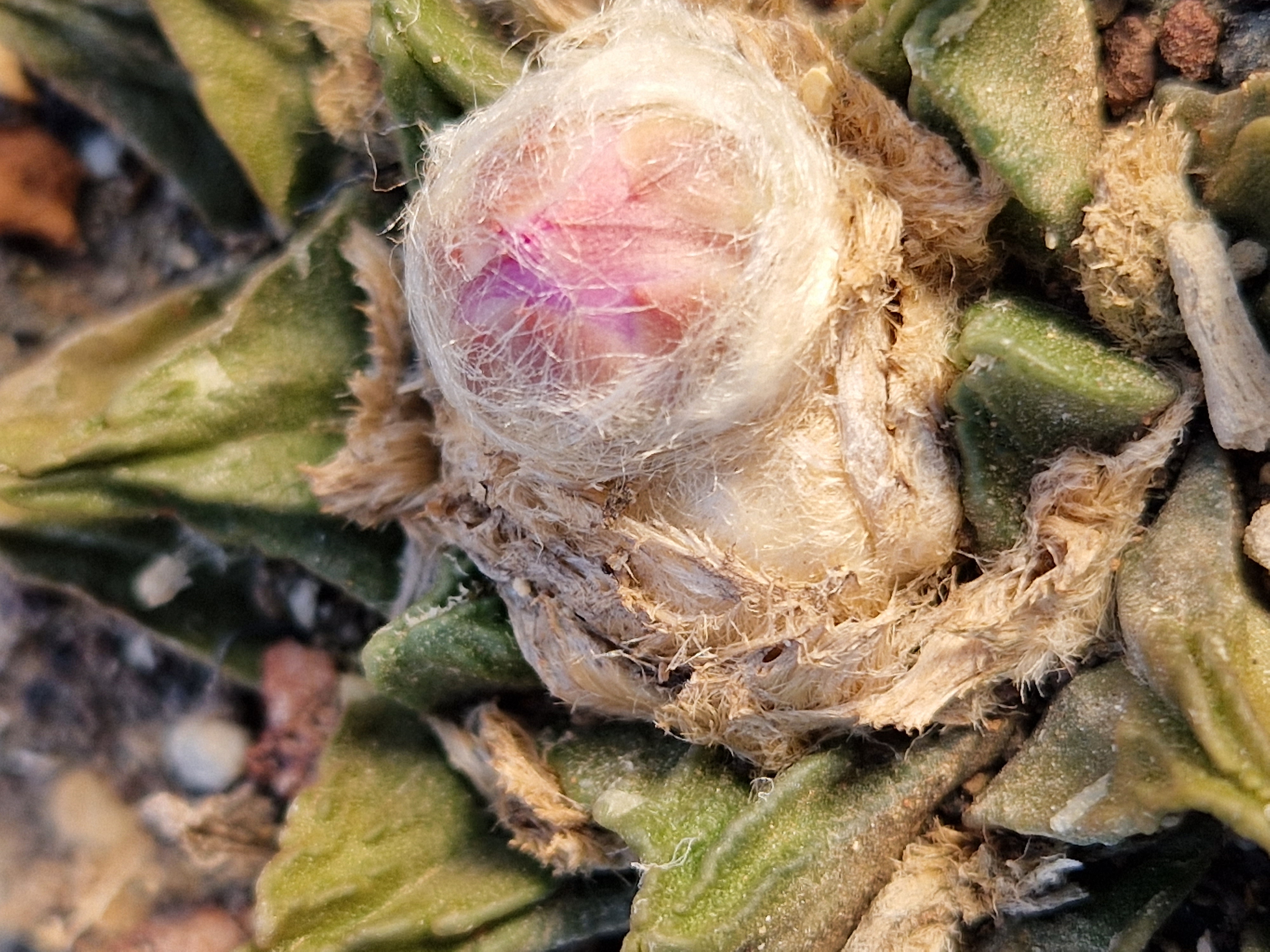 Ariocarpus <br>cv f1 scaphirostris x fissuratus