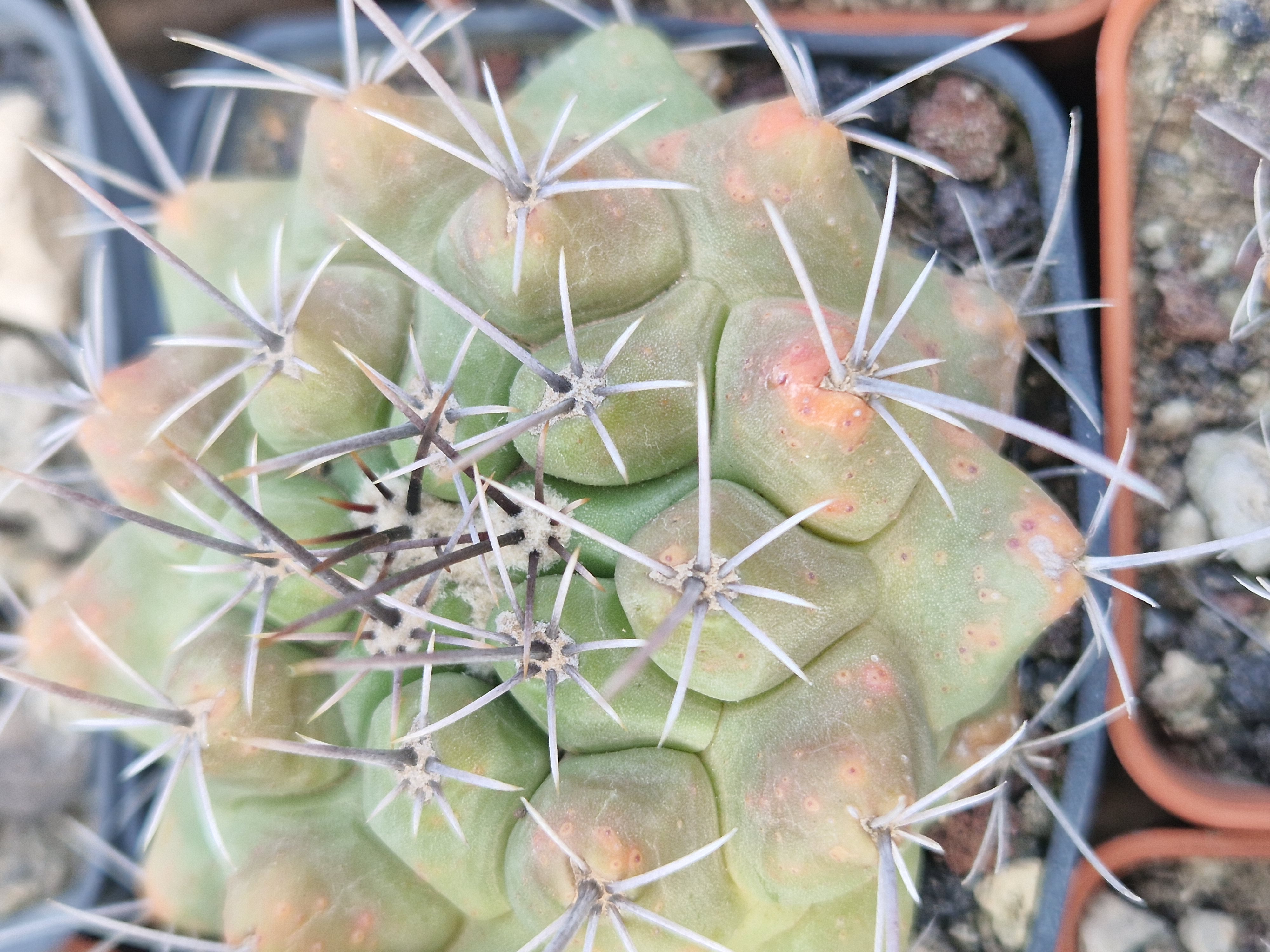 Thelocactus <br>matudae