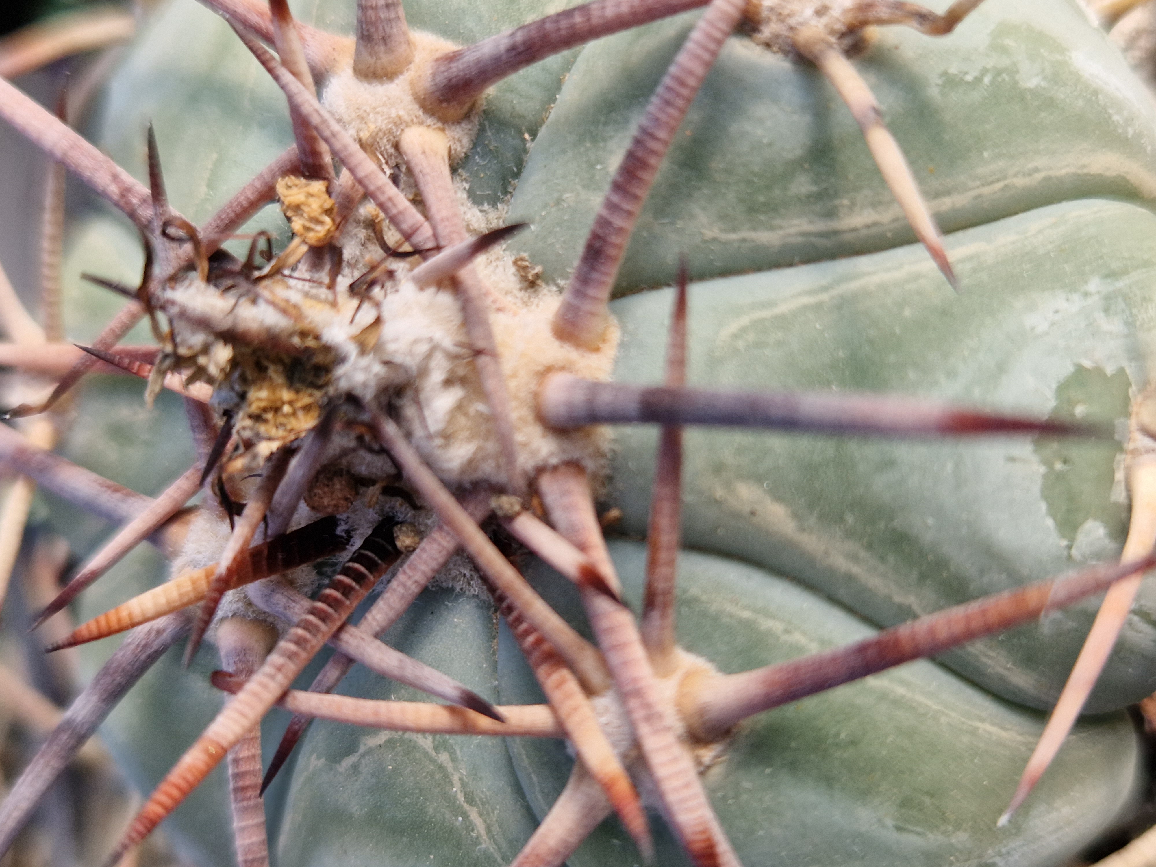 Echinocactus horizonthalonius
