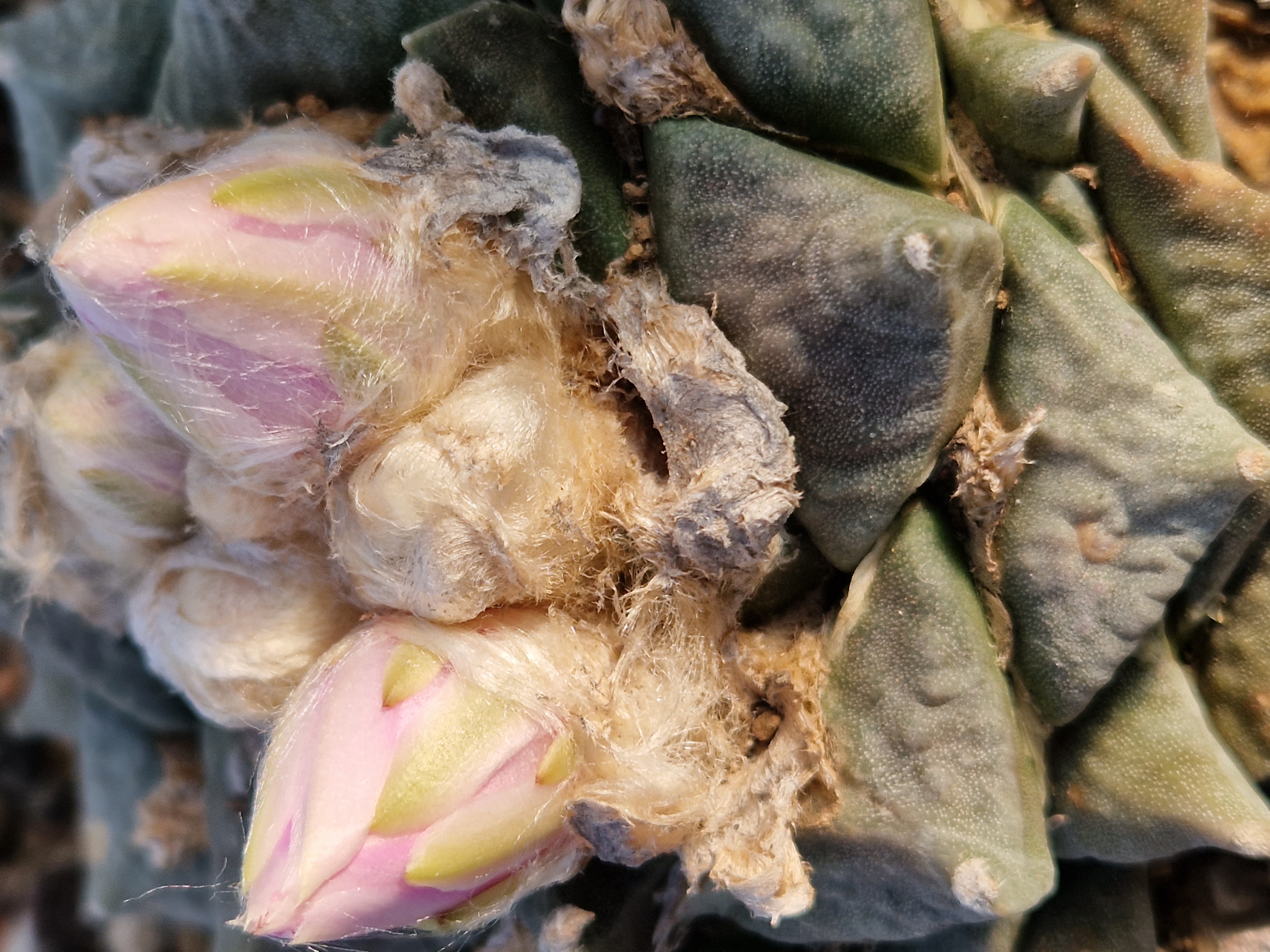 Ariocarpus <br>cv hybrid f3 lloydii x furf