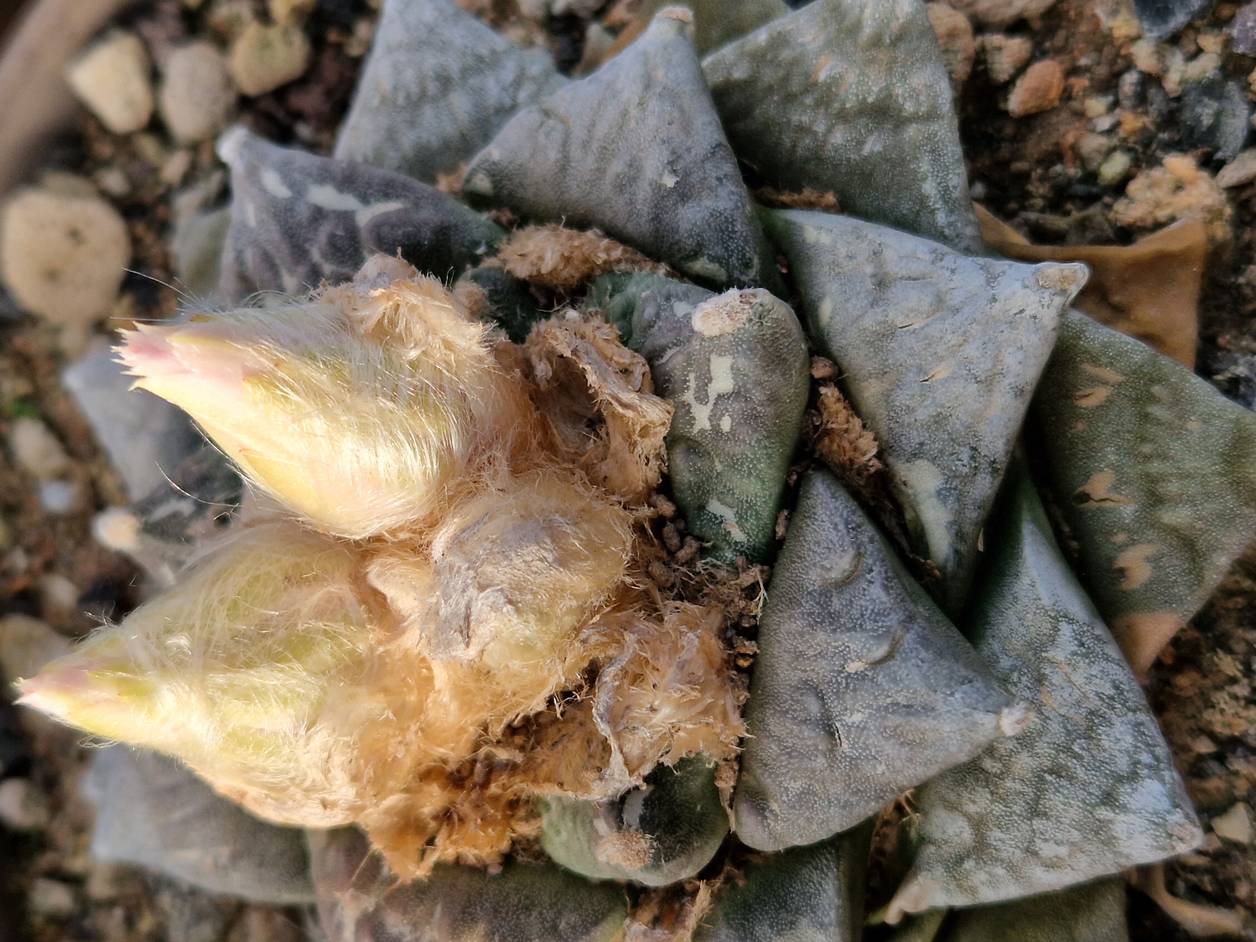 Ariocarpus <br>cv hybrid f lloydii x furf