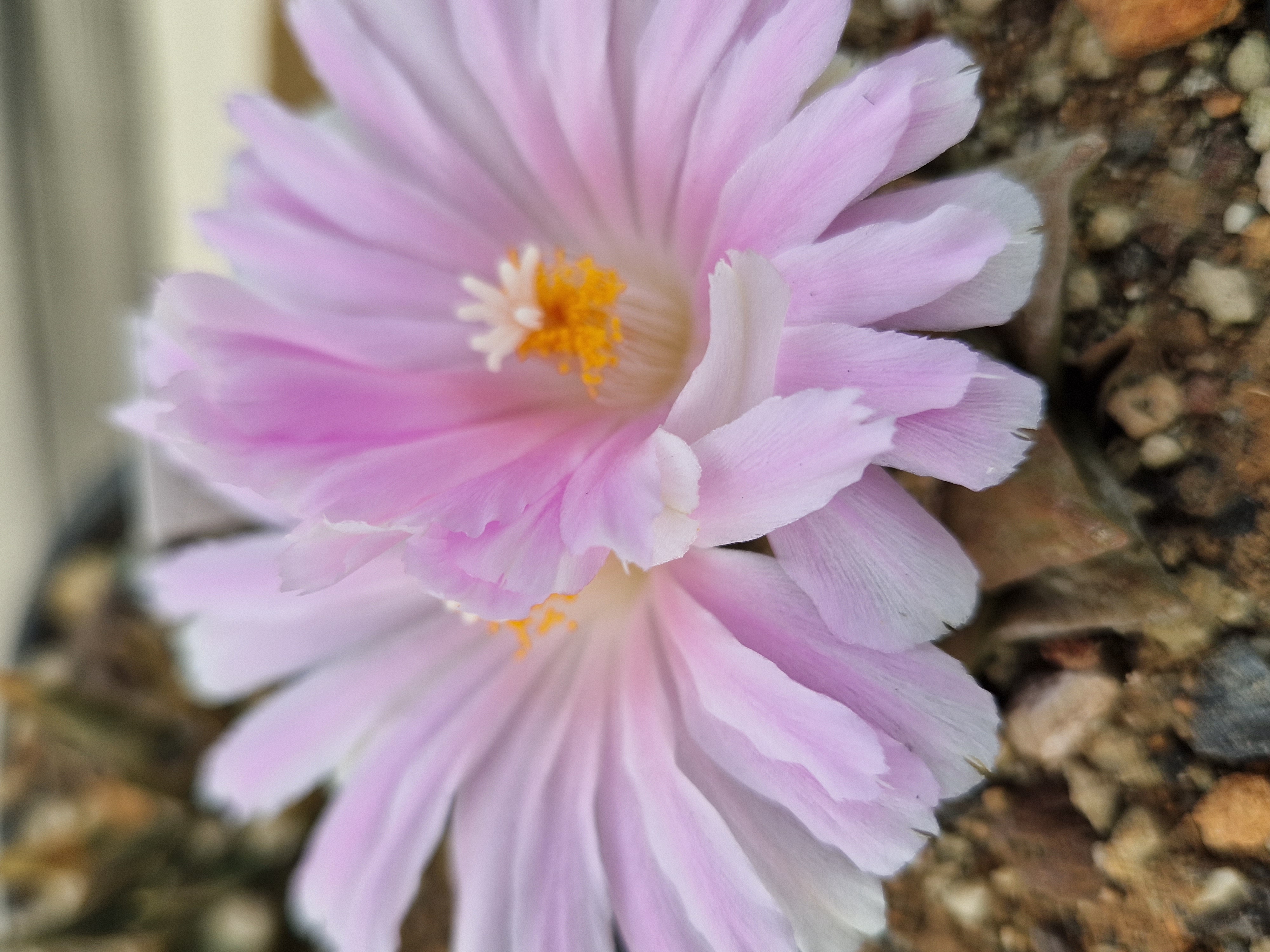 Ariocarpus <br>hybrid f2  furf x scaphirostris