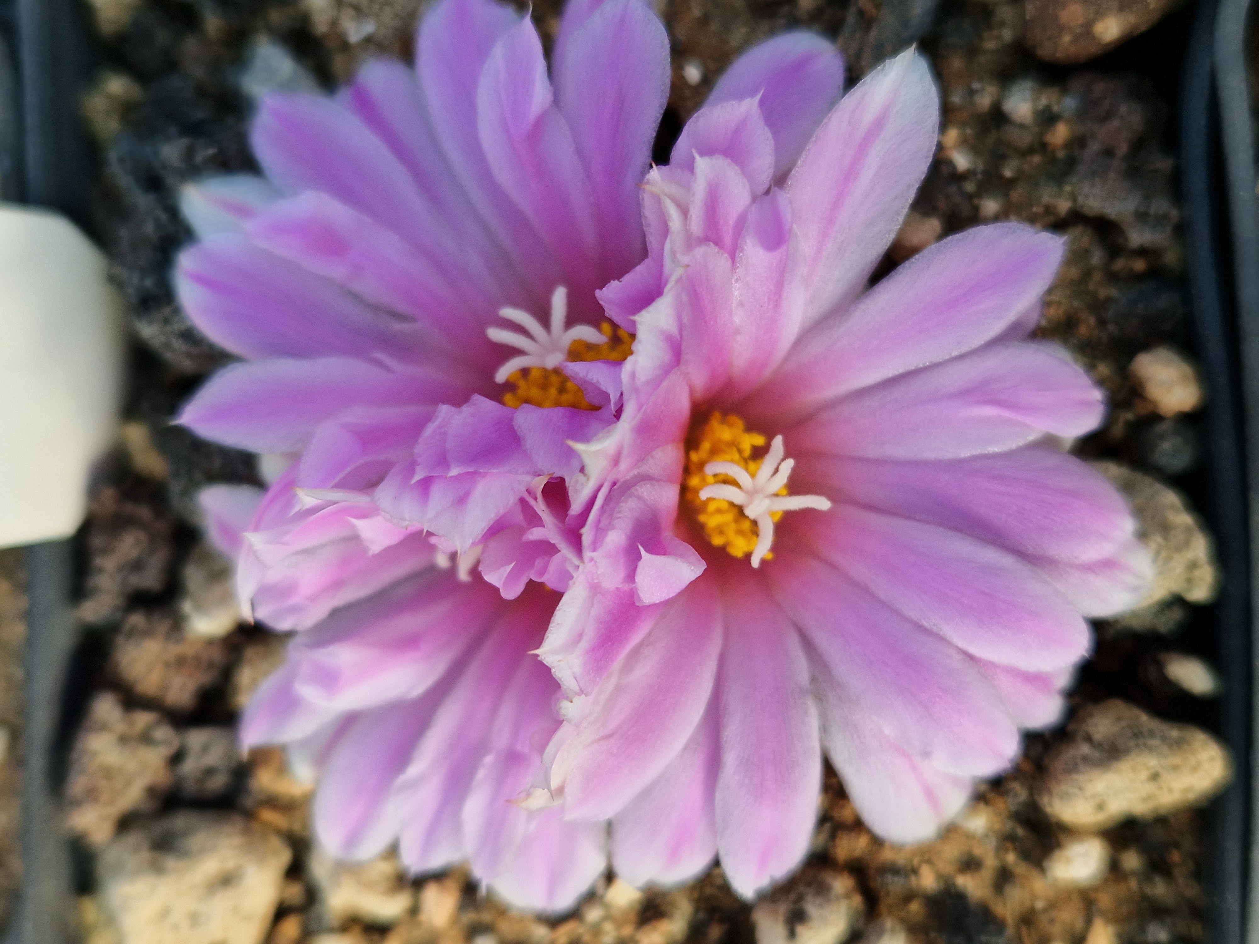 Ariocarpus kotschoubeyanus hybrid f3