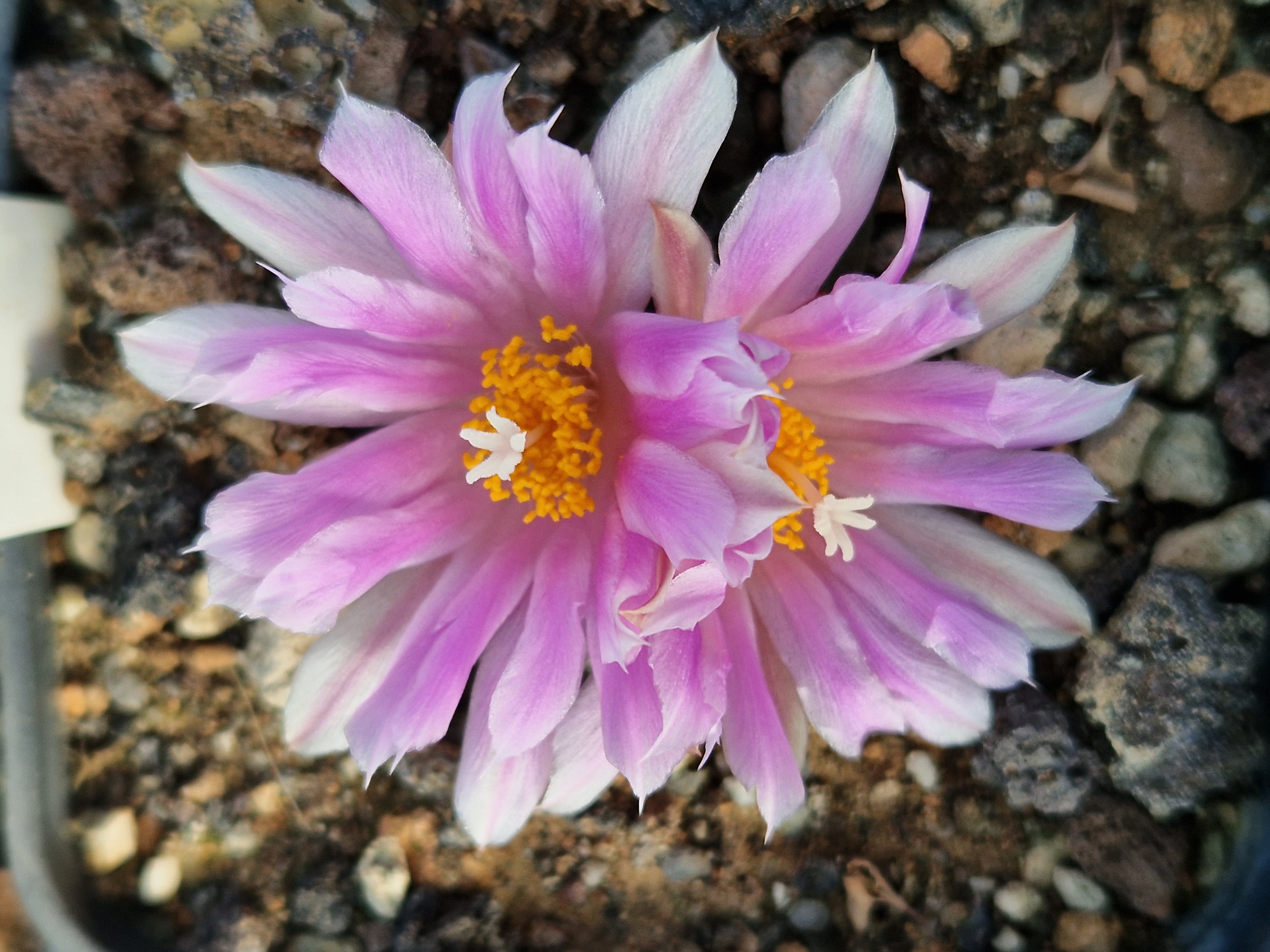 Ariocarpus <br>kotschoubeyanus hybrid f3