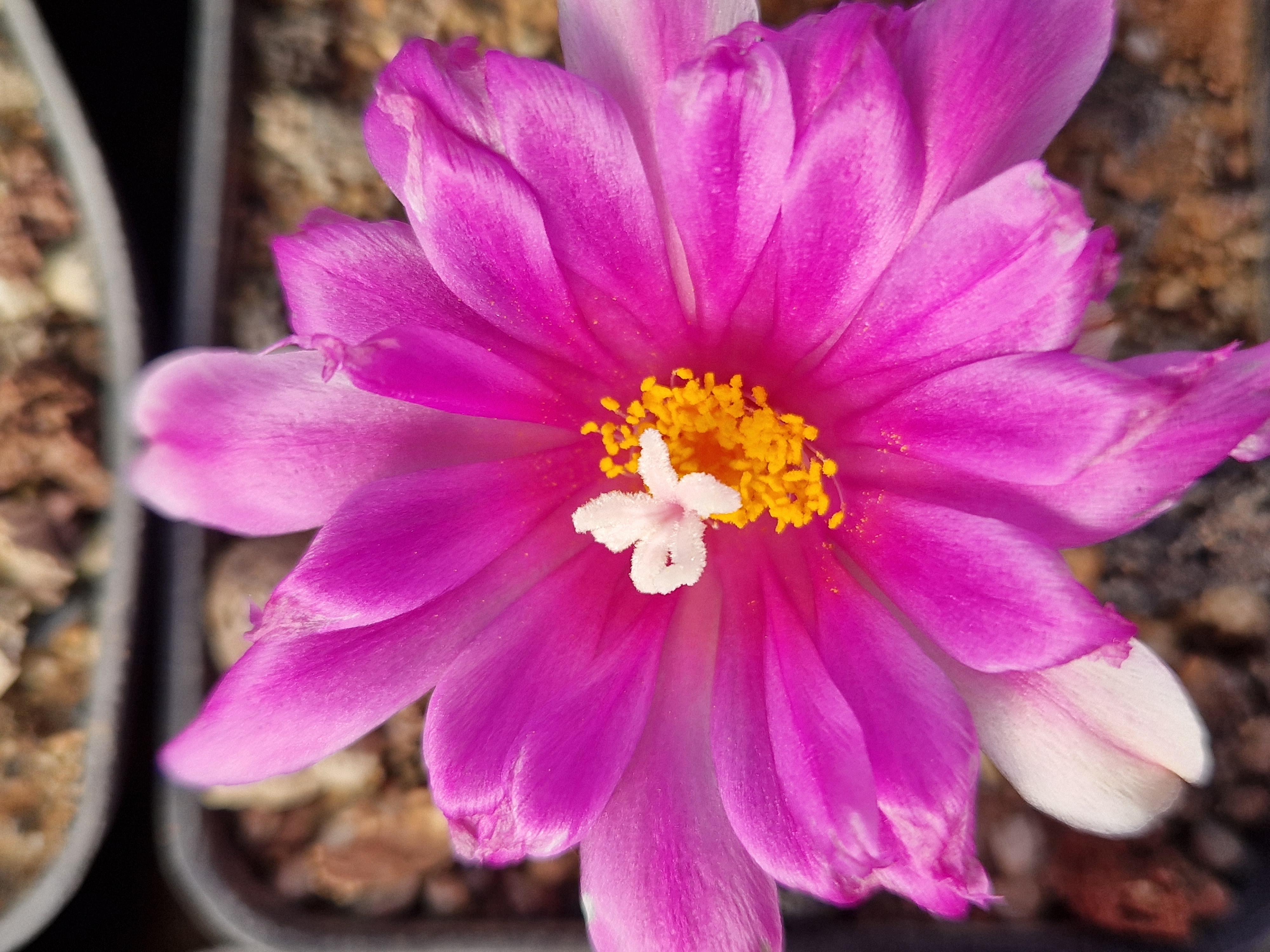 Ariocarpus cv f3 kotscoubeyanus x ret x furf