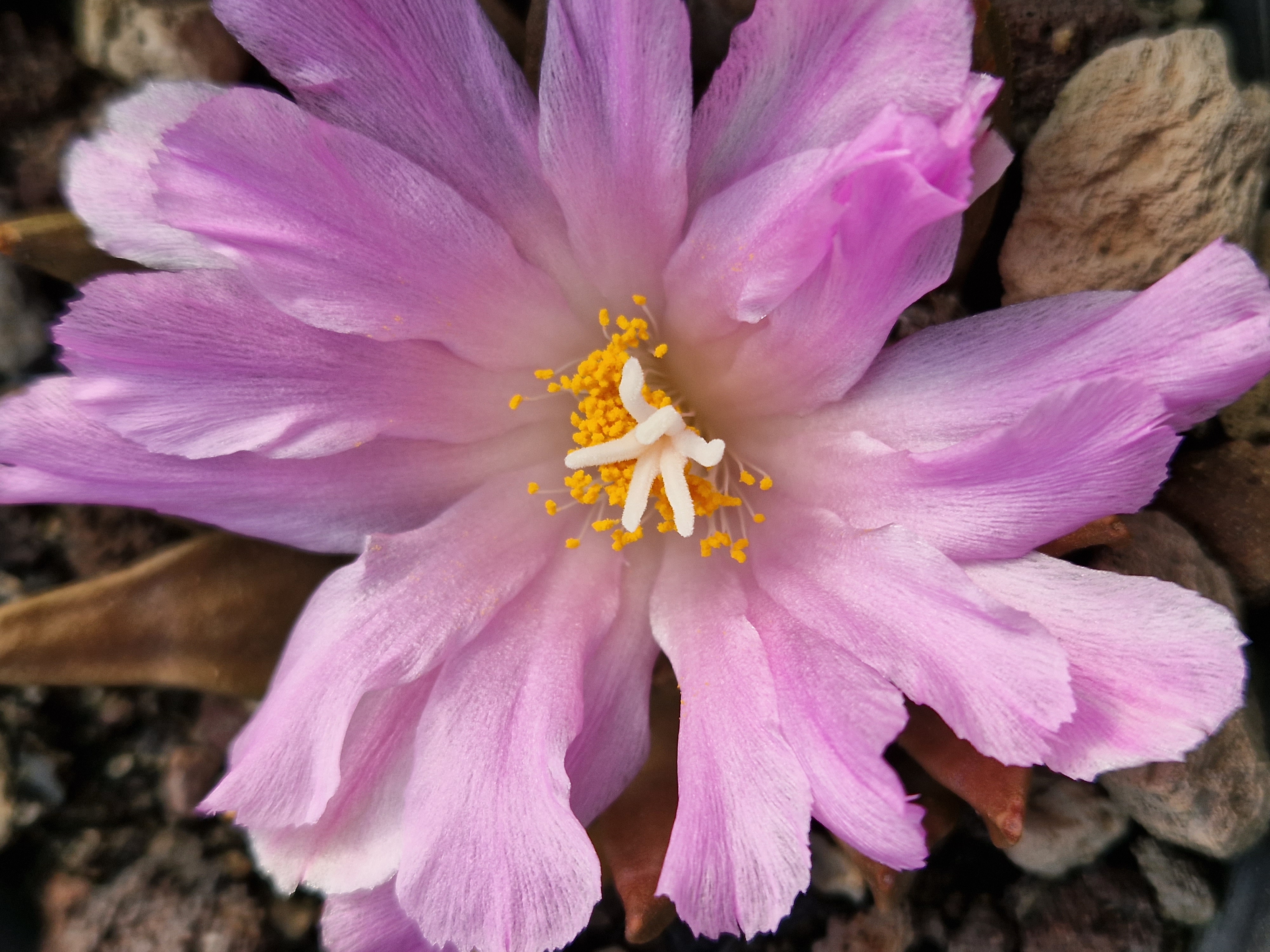 Ariocarpus <br>cv f2 scaphirostris x retu furf