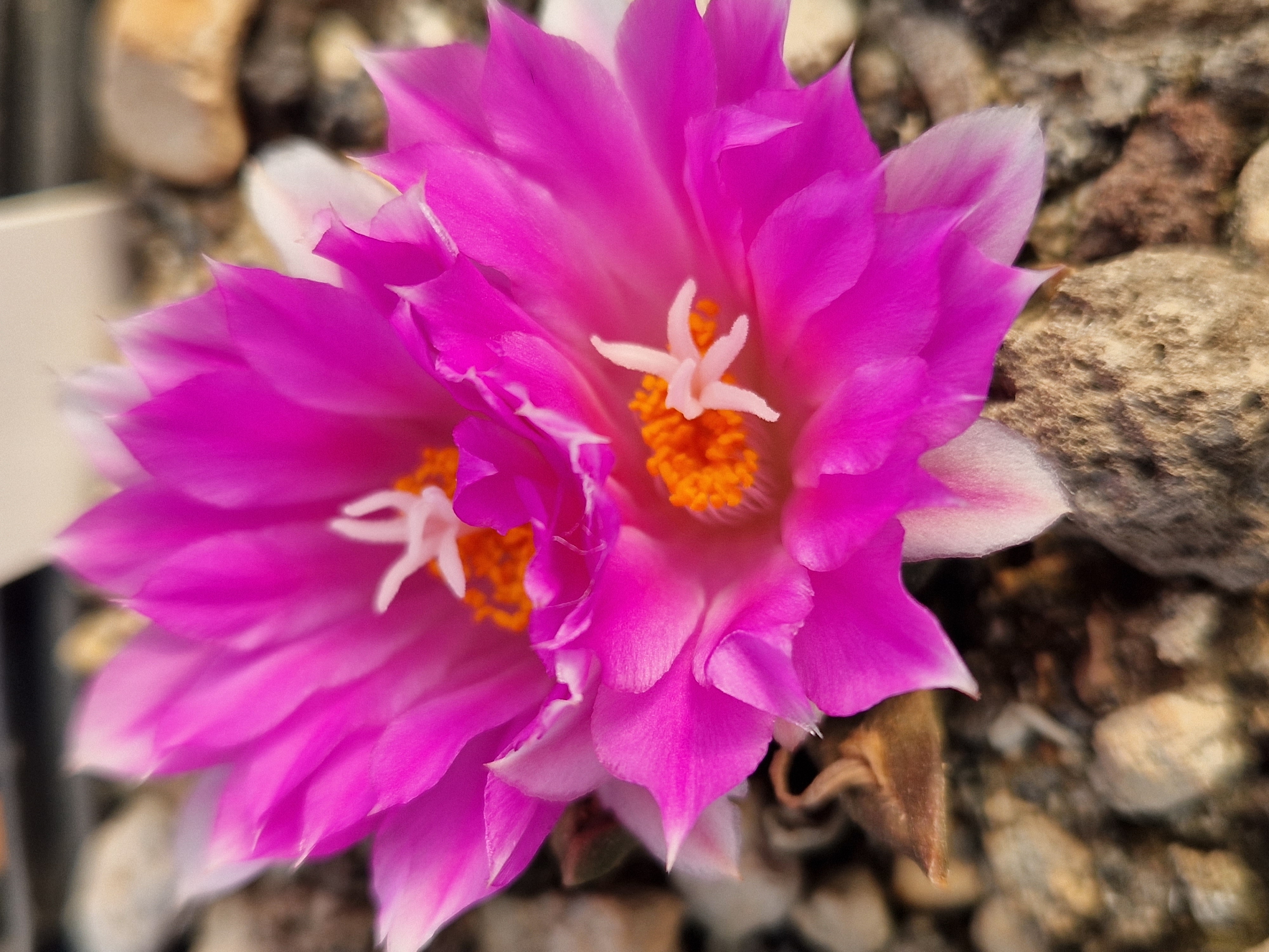Ariocarpus <br>cv hybrid f3 agavoides