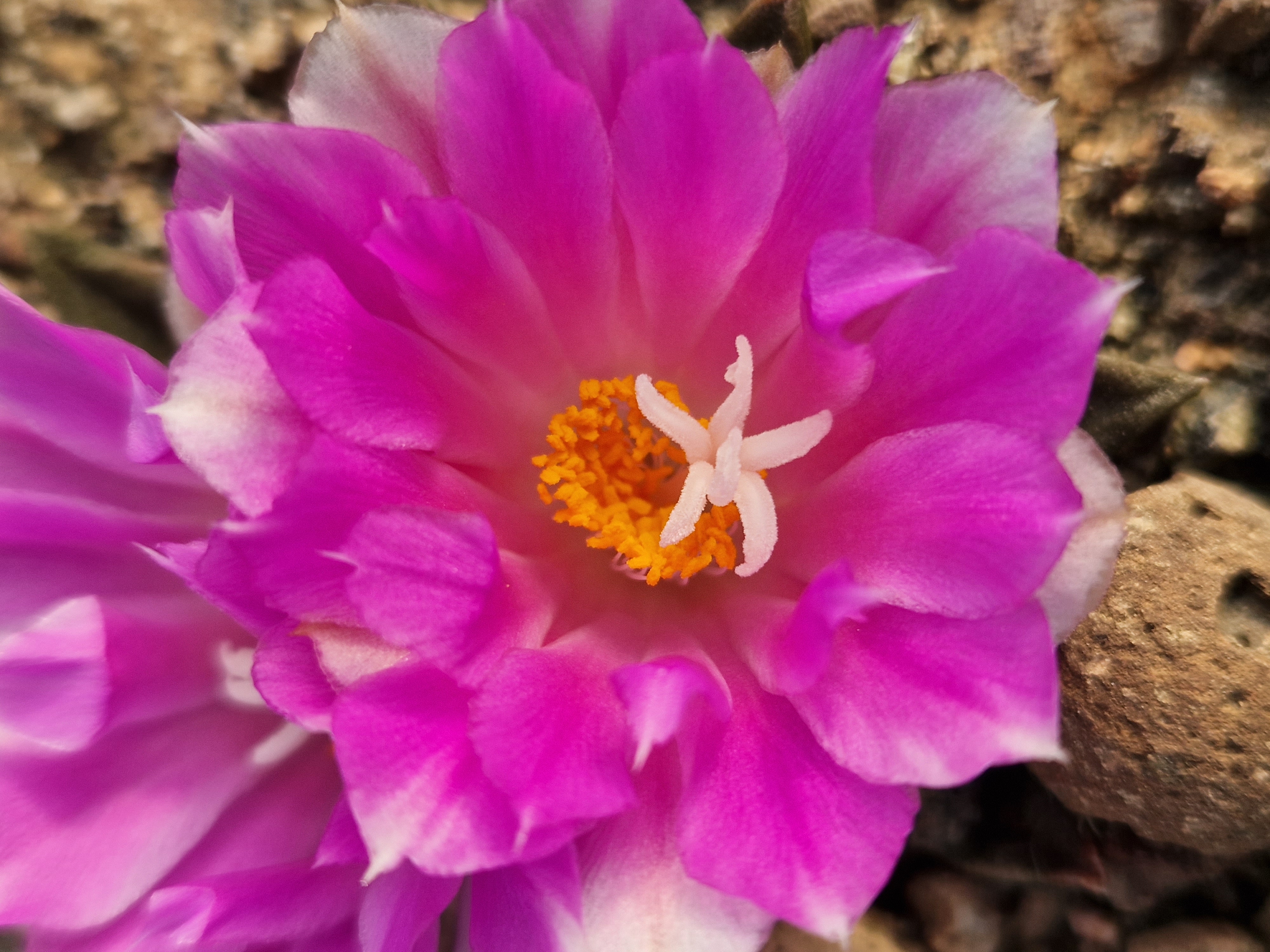 Ariocarpus <br>cv hybrid f3 agavoides