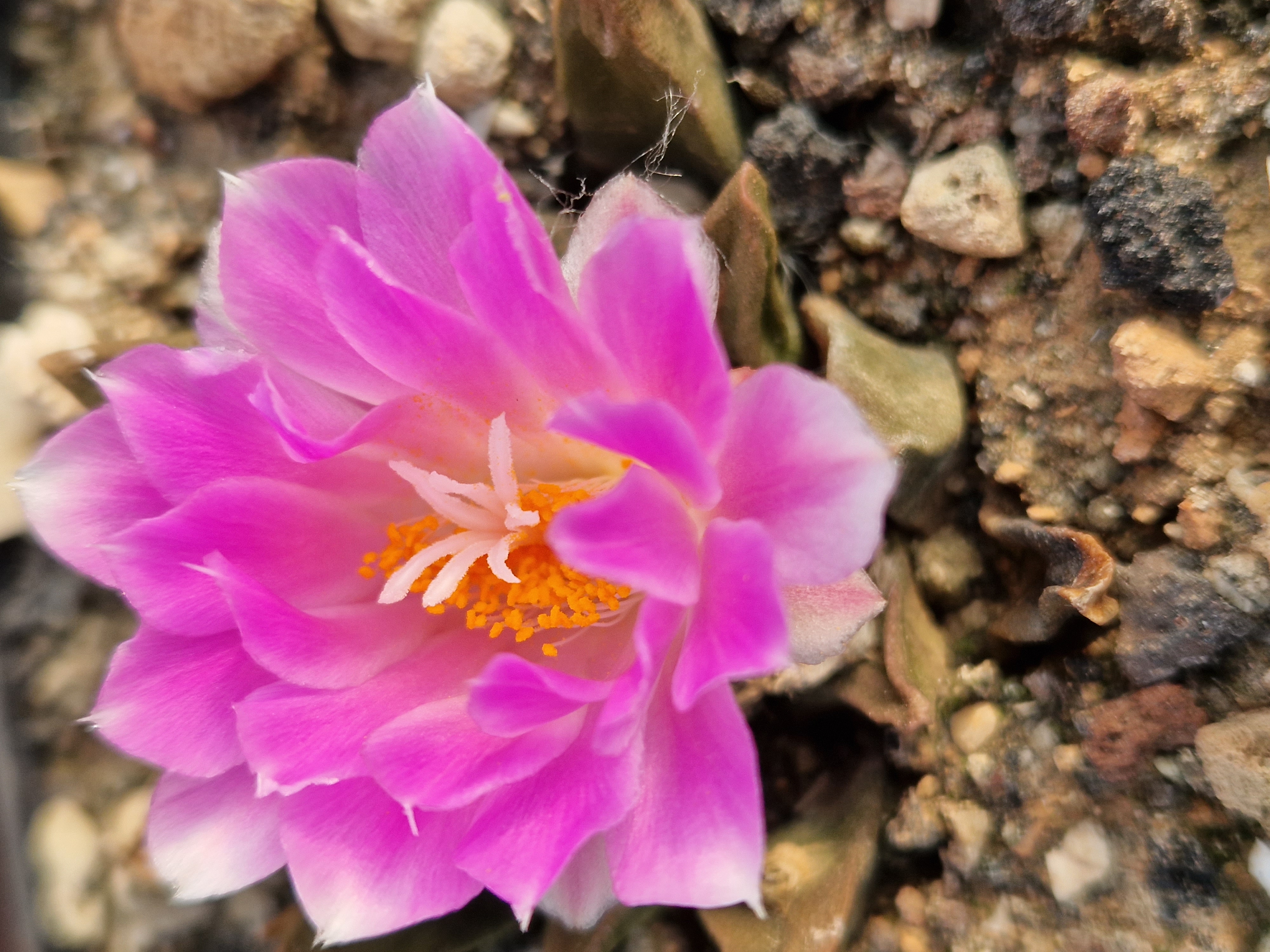 Ariocarpus <br>cv hybrid f3 agavoides