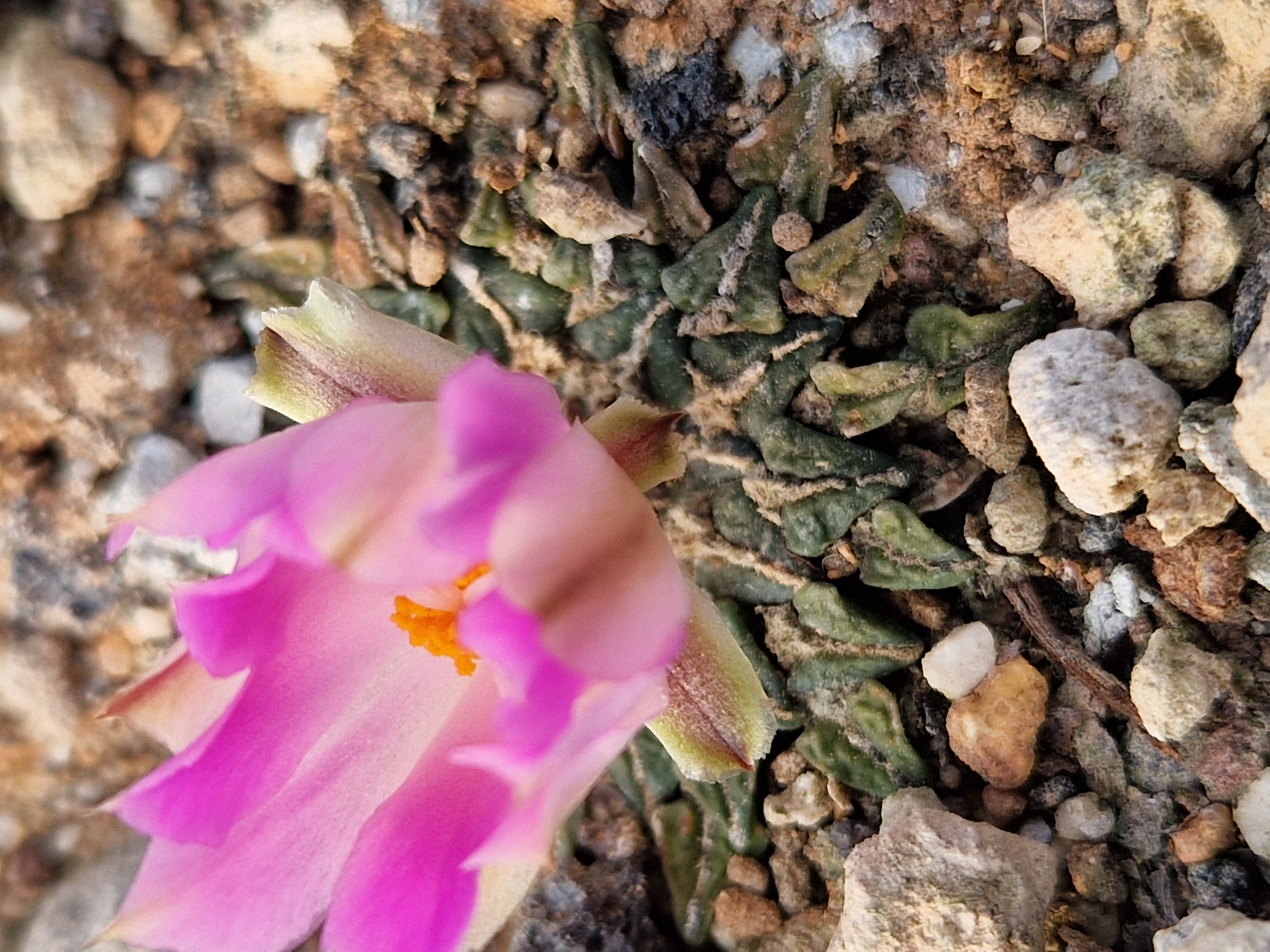 Ariocarpus <br>kotschoubeyanus