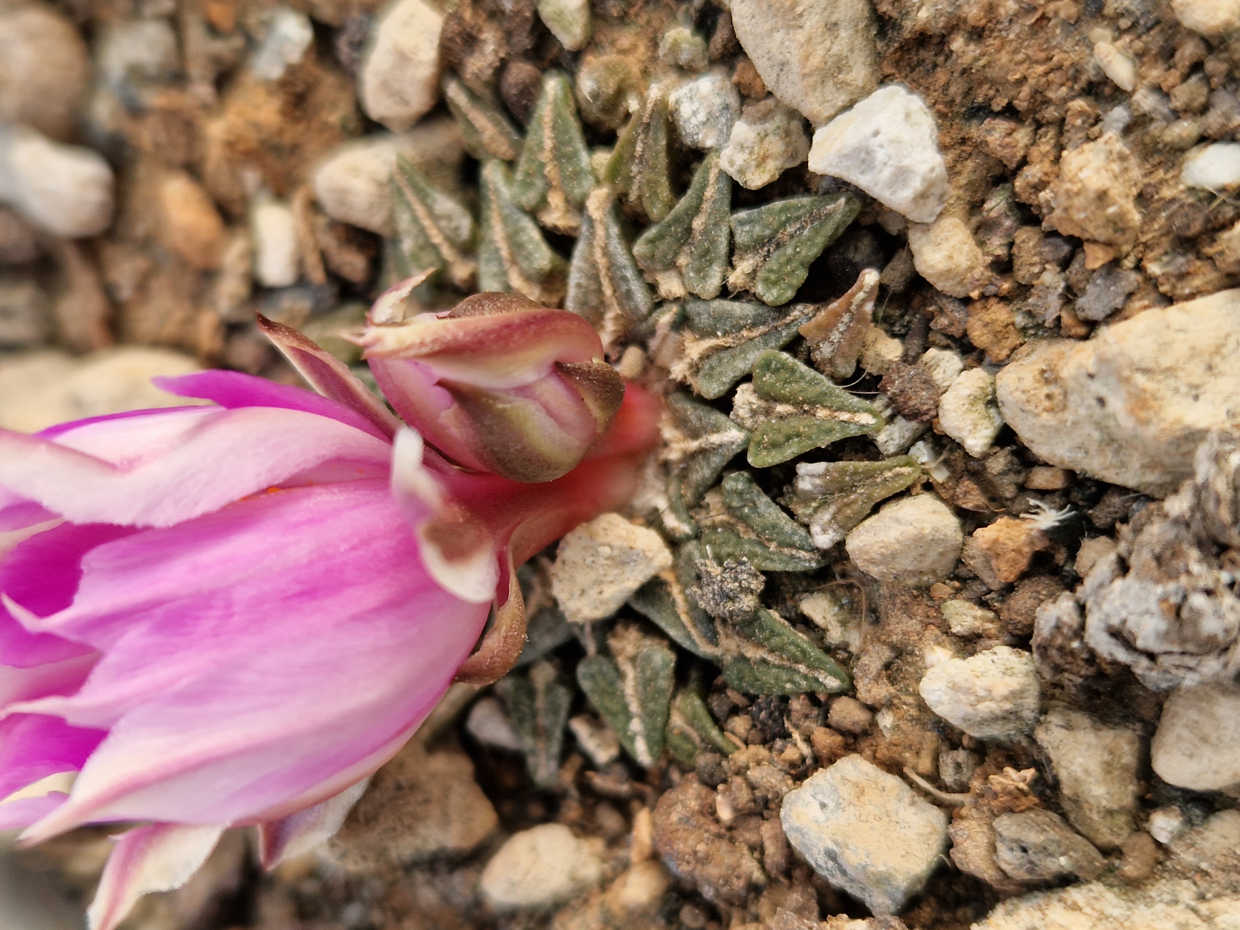 Ariocarpus <br>kotschoubeyanus