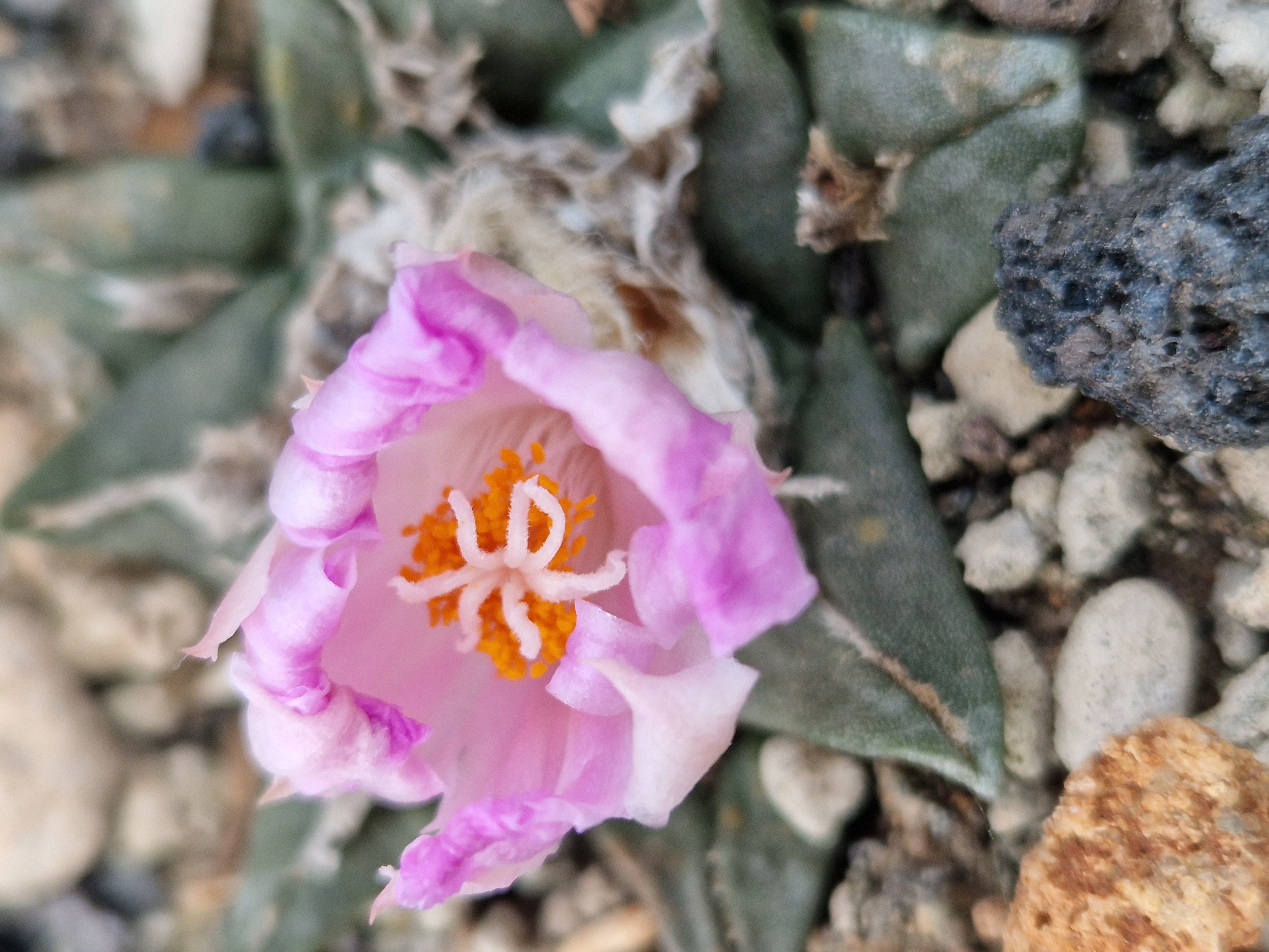 Ariocarpus hybrid f3 