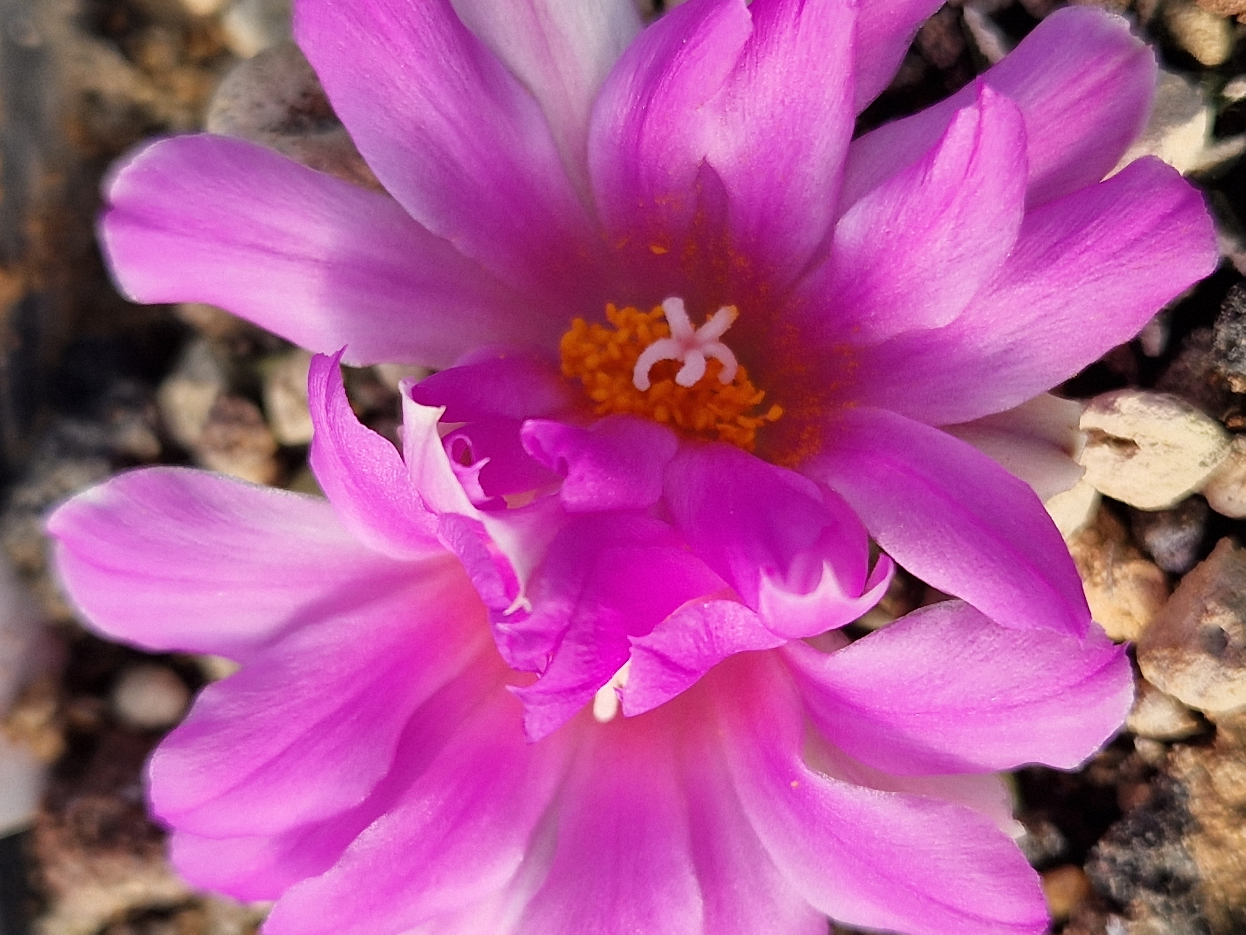 Ariocarpus <br>kotschoubeyanus elephantidens