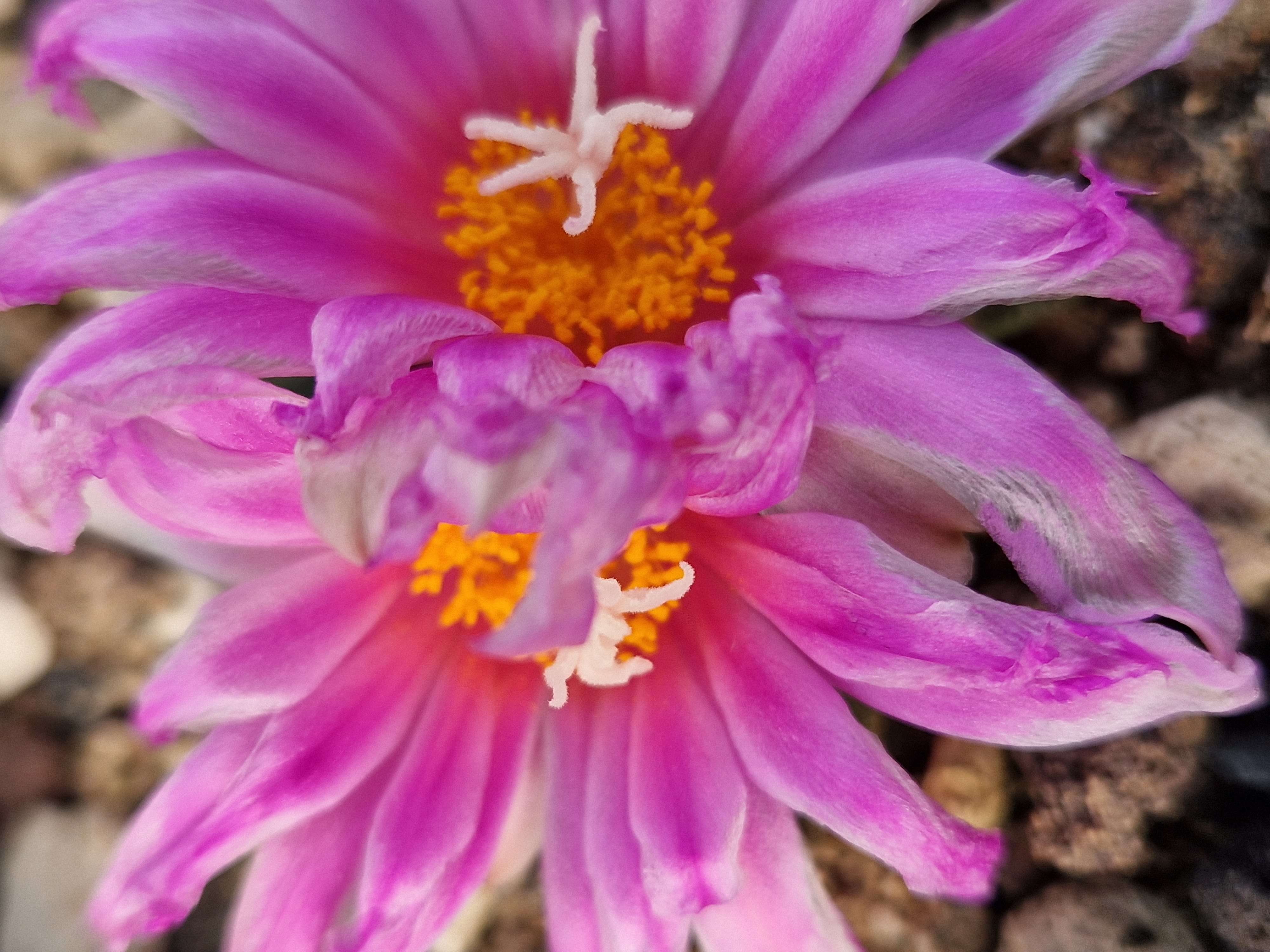 Ariocarpus <br>hybrid f2 furfuraceus x aga