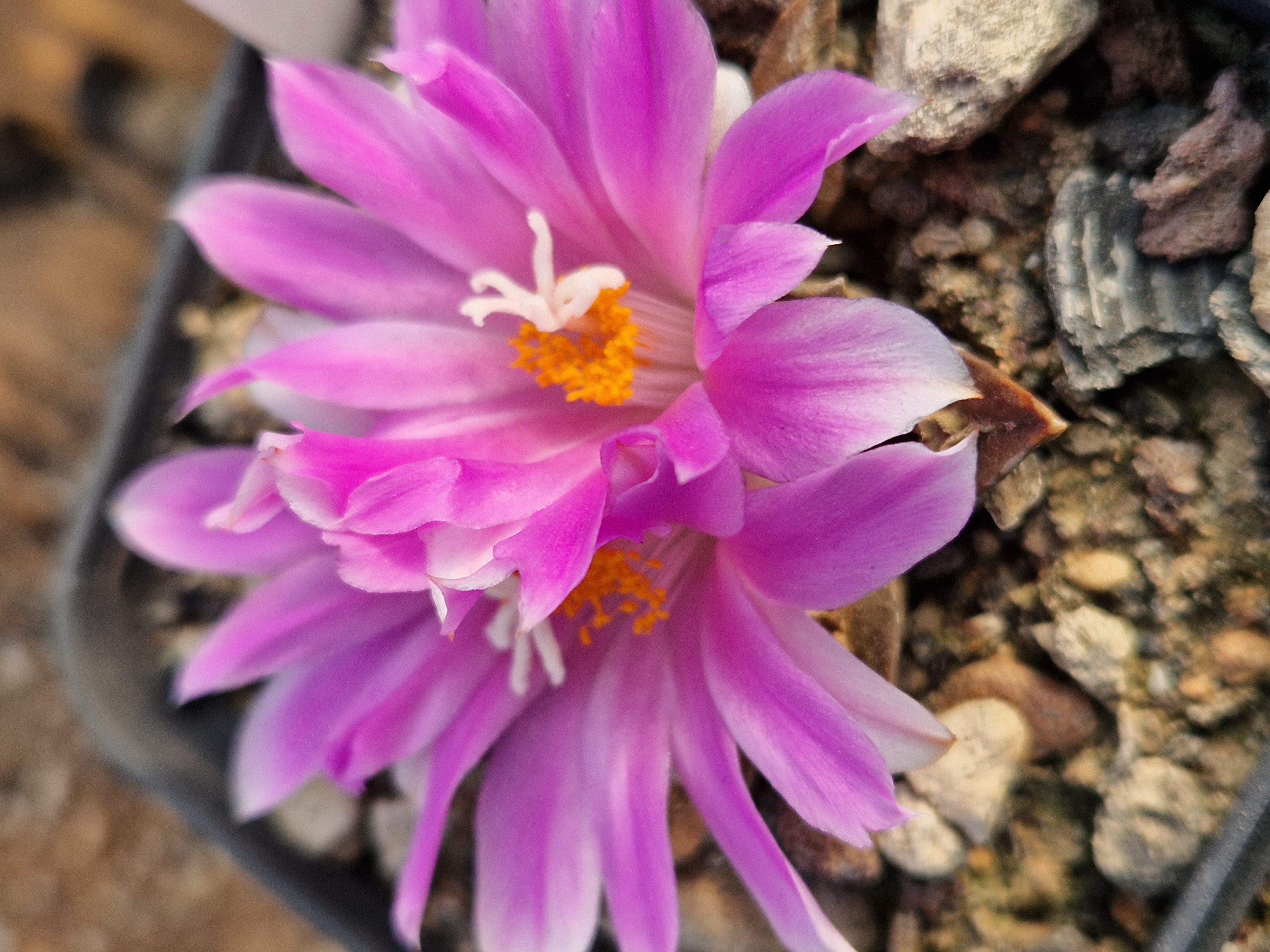 Ariocarpus <br>cv hybrid f3 agavoides