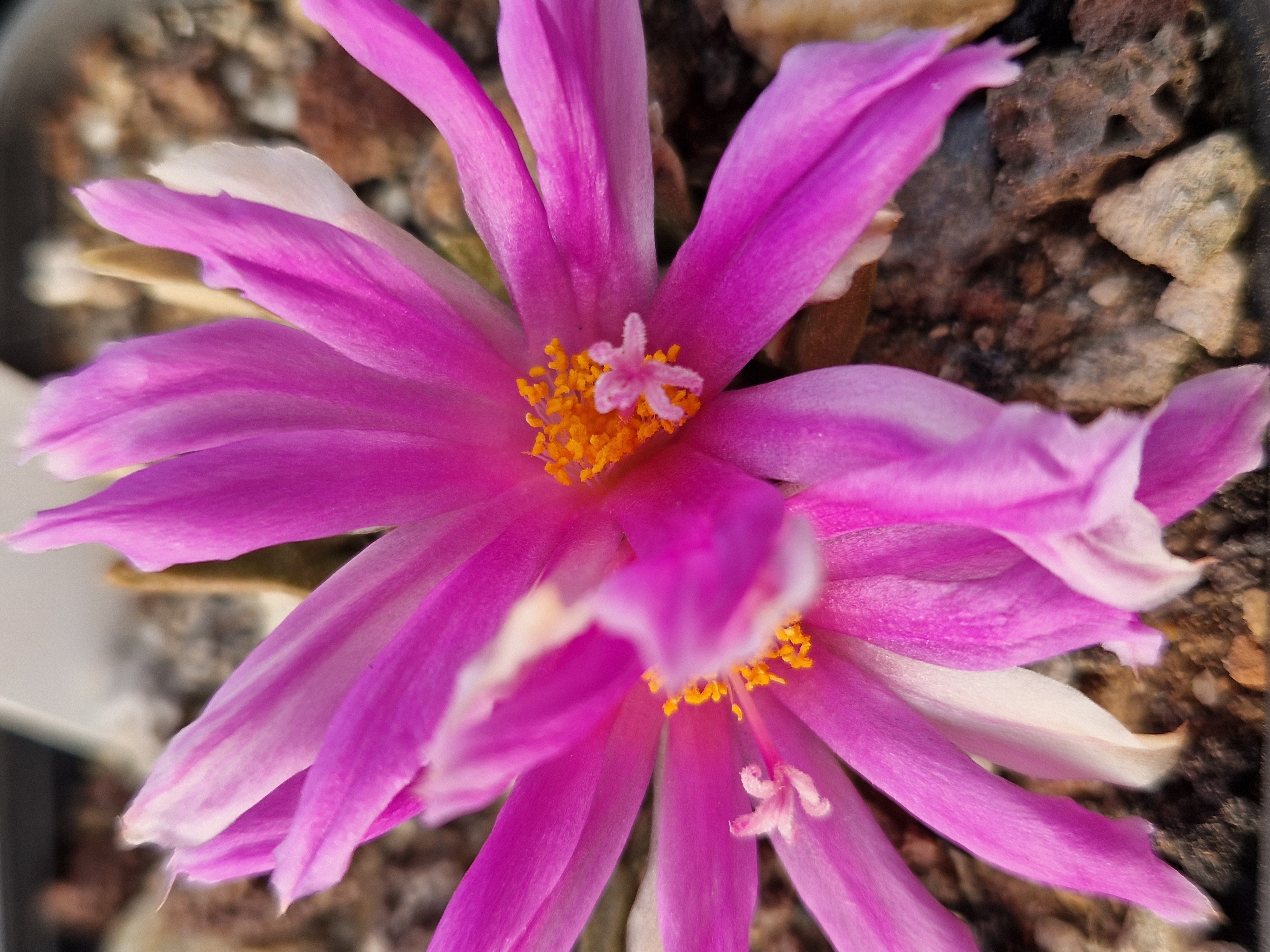 Ariocarpus <br>cv hybrid f3 agavoides