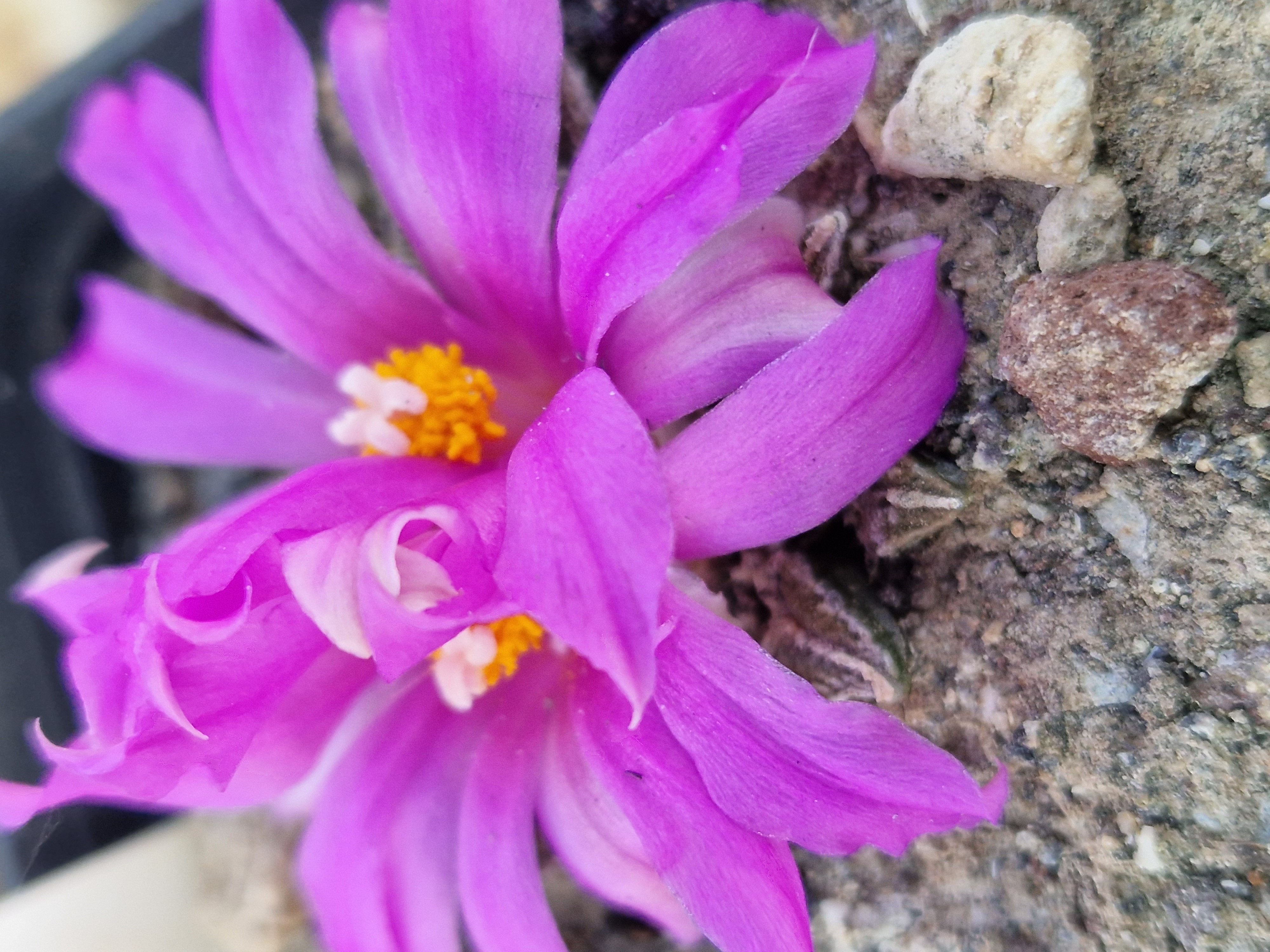 Ariocarpus kotschoubeyanus elephantidens