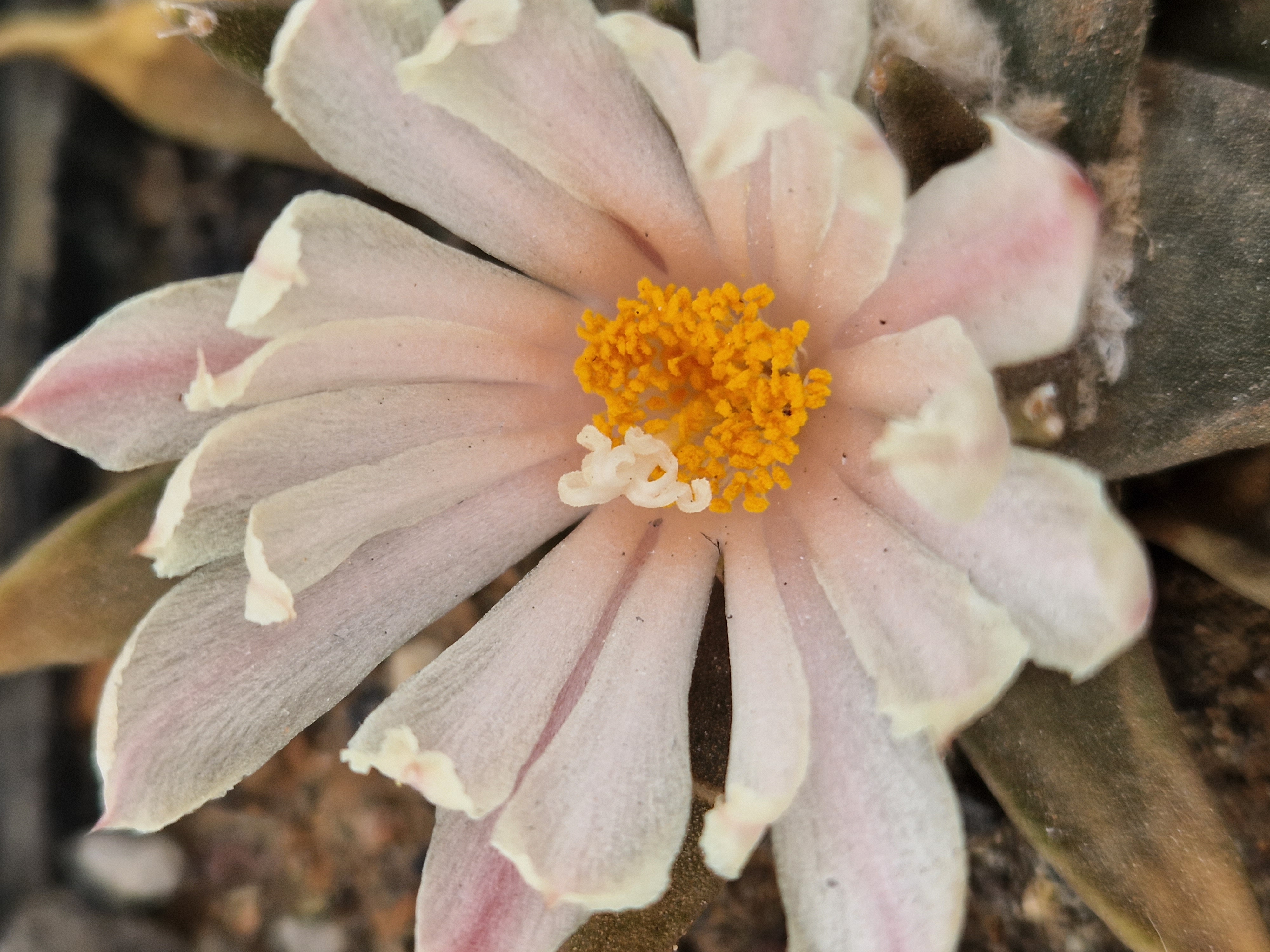 Ariocarpus confusus