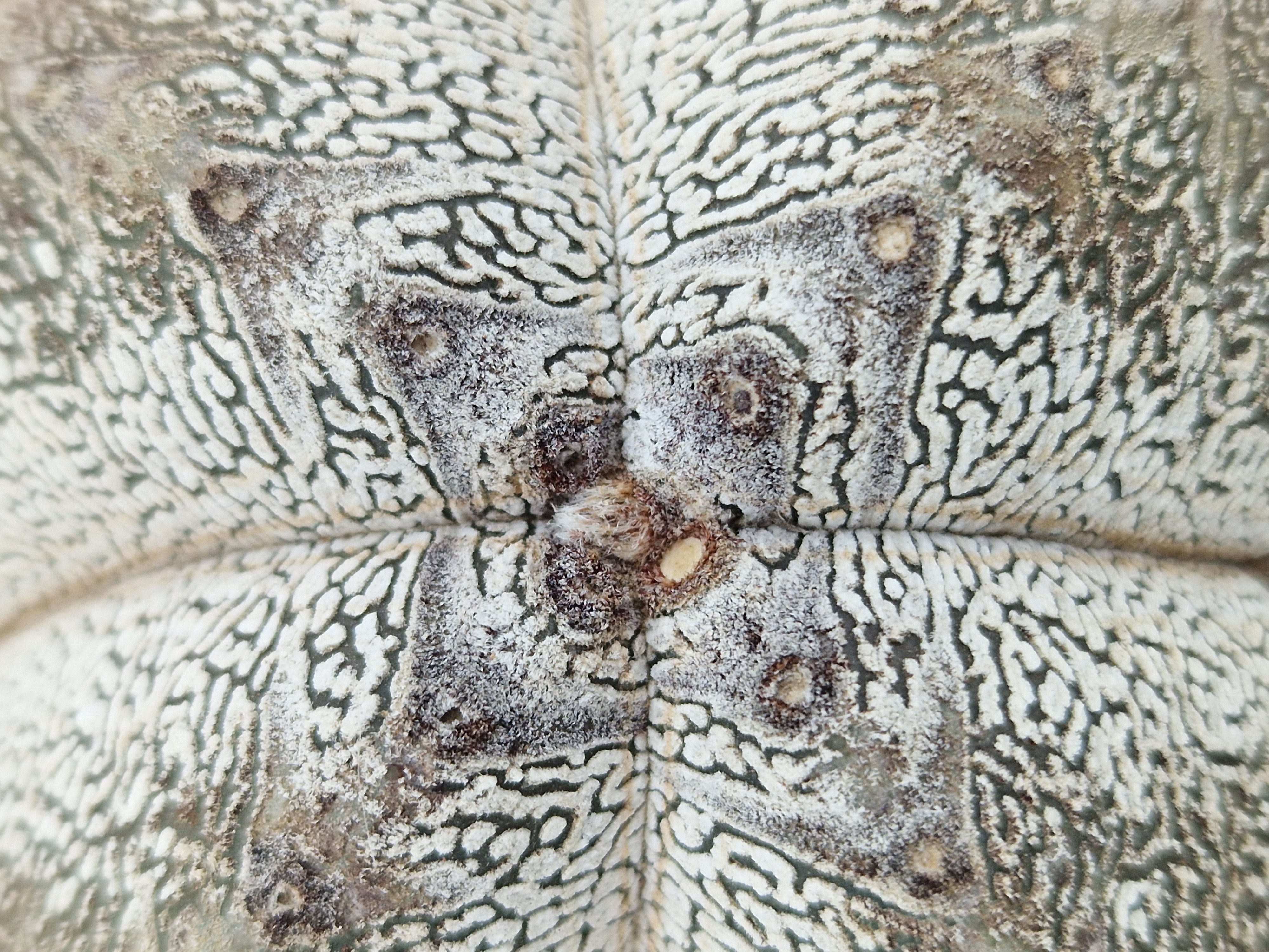 Astrophytum myriostigma cv onzuka