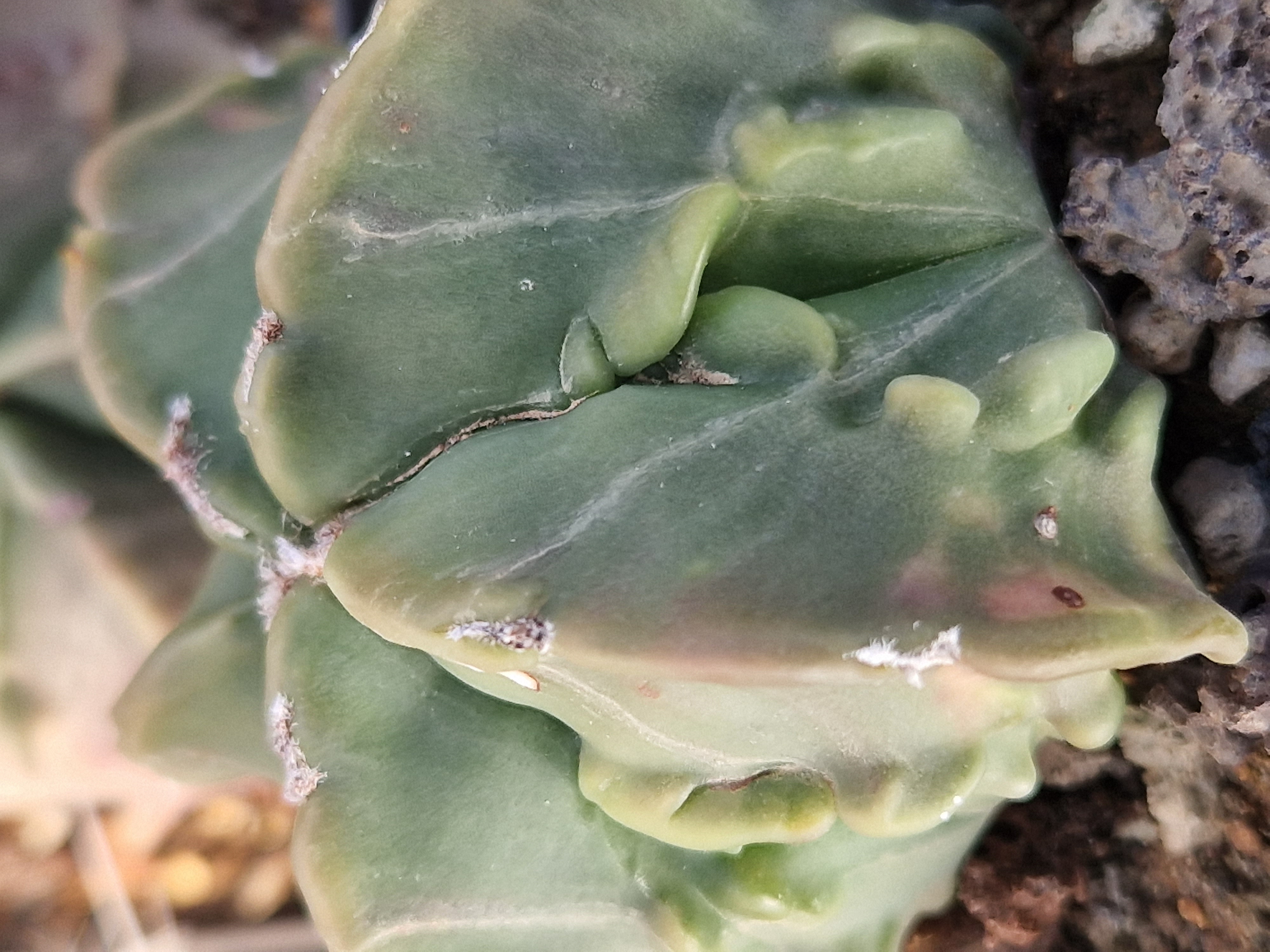 Astrophytum myriostigma nudum fukuryu 