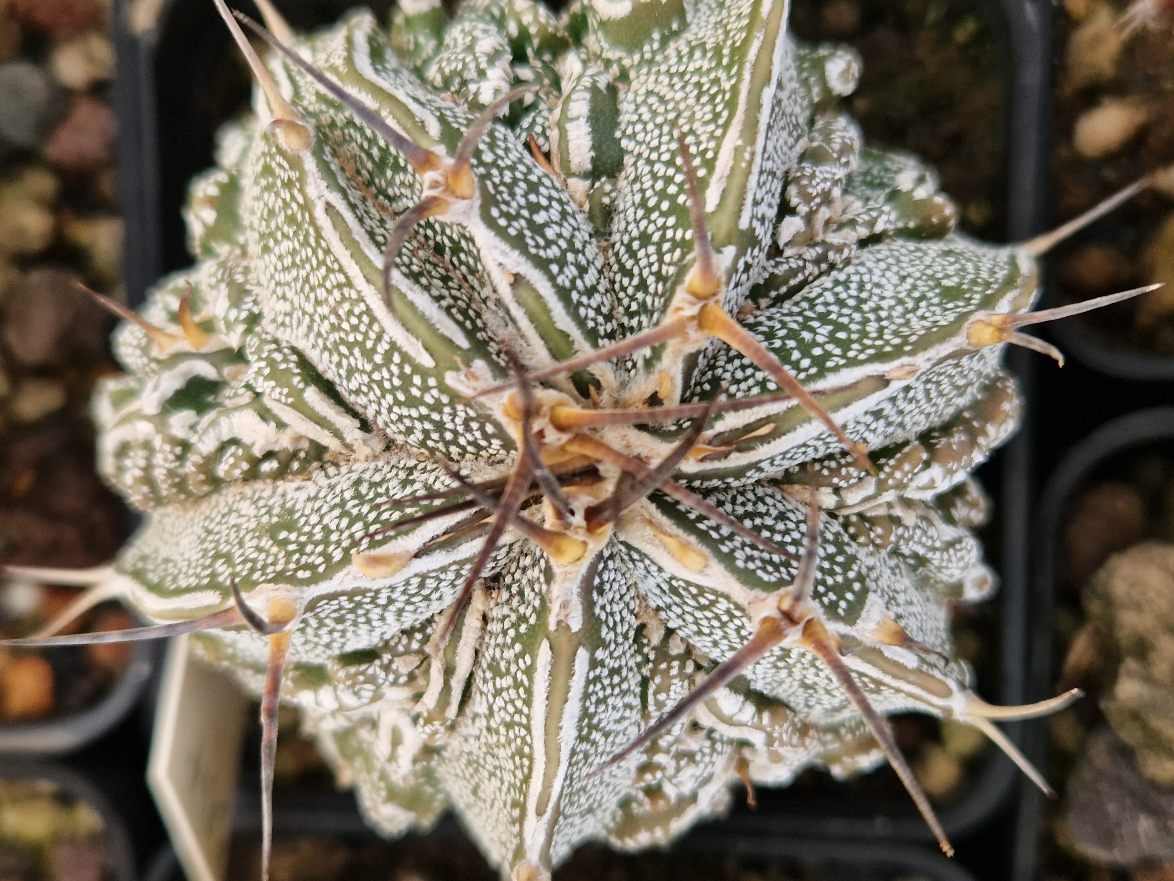 Astrophytum <br>ornatum fukuryu