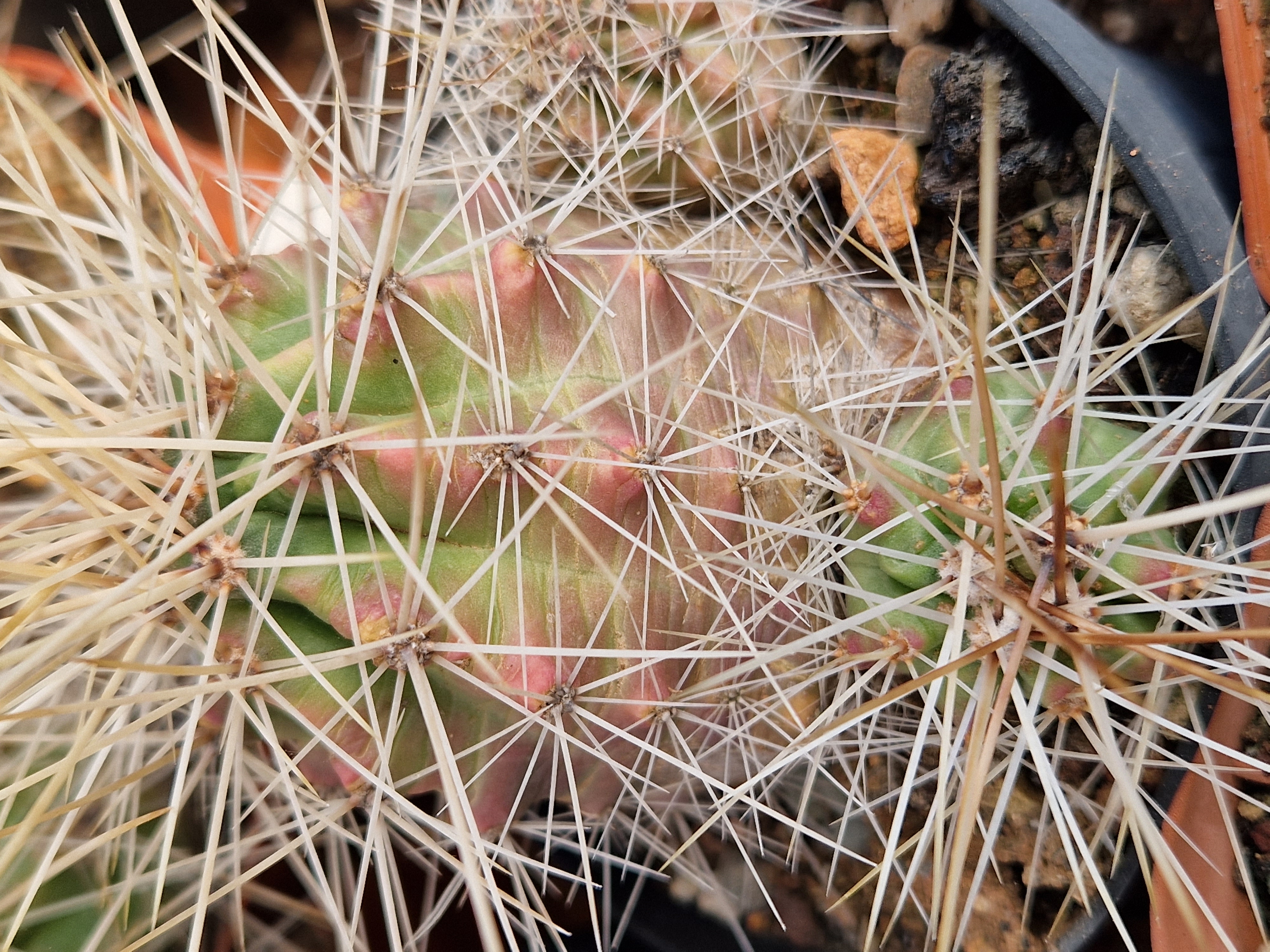 Echinocereus enneacanthus