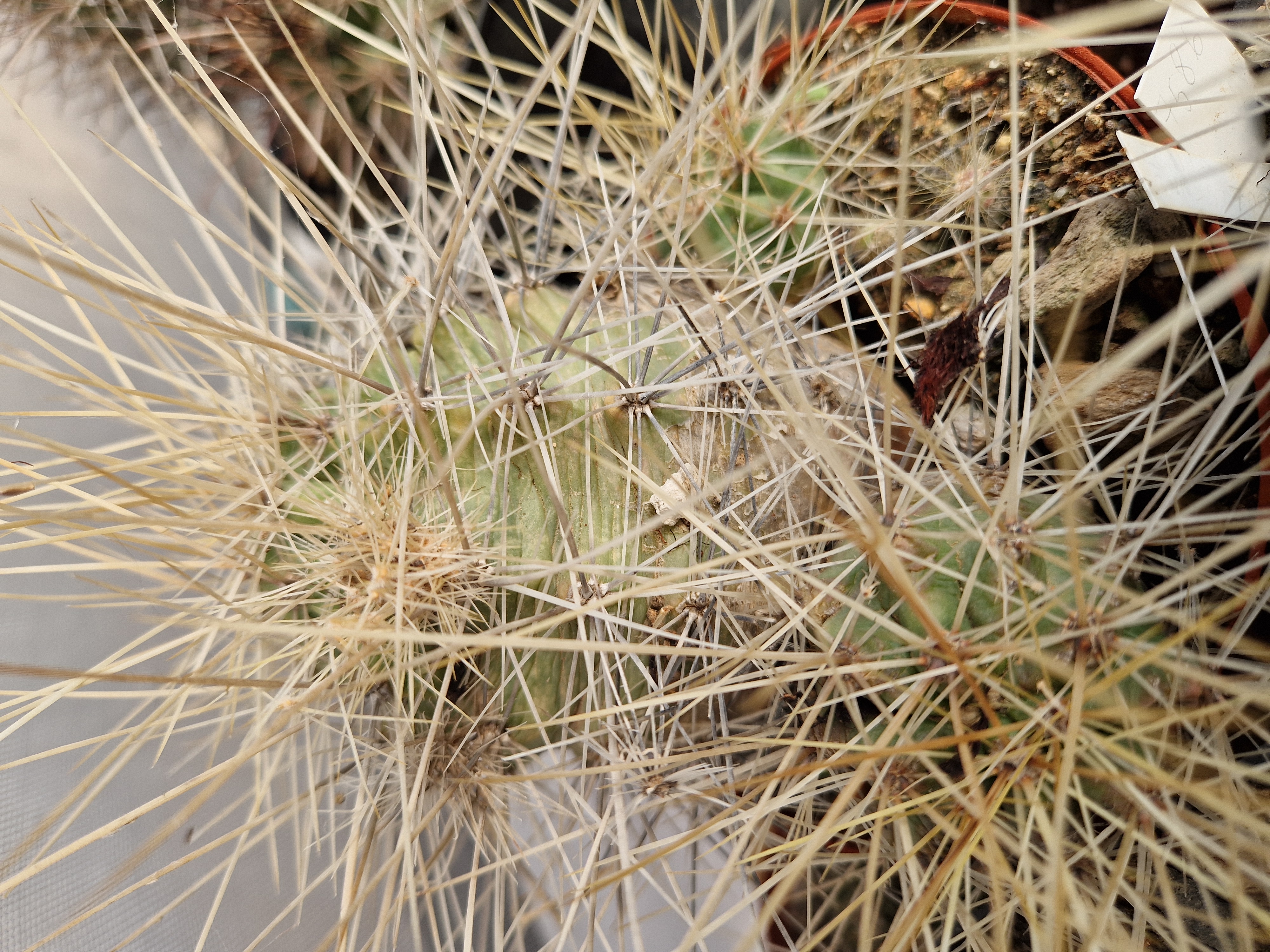 Echinocereus <br>enneacanthus