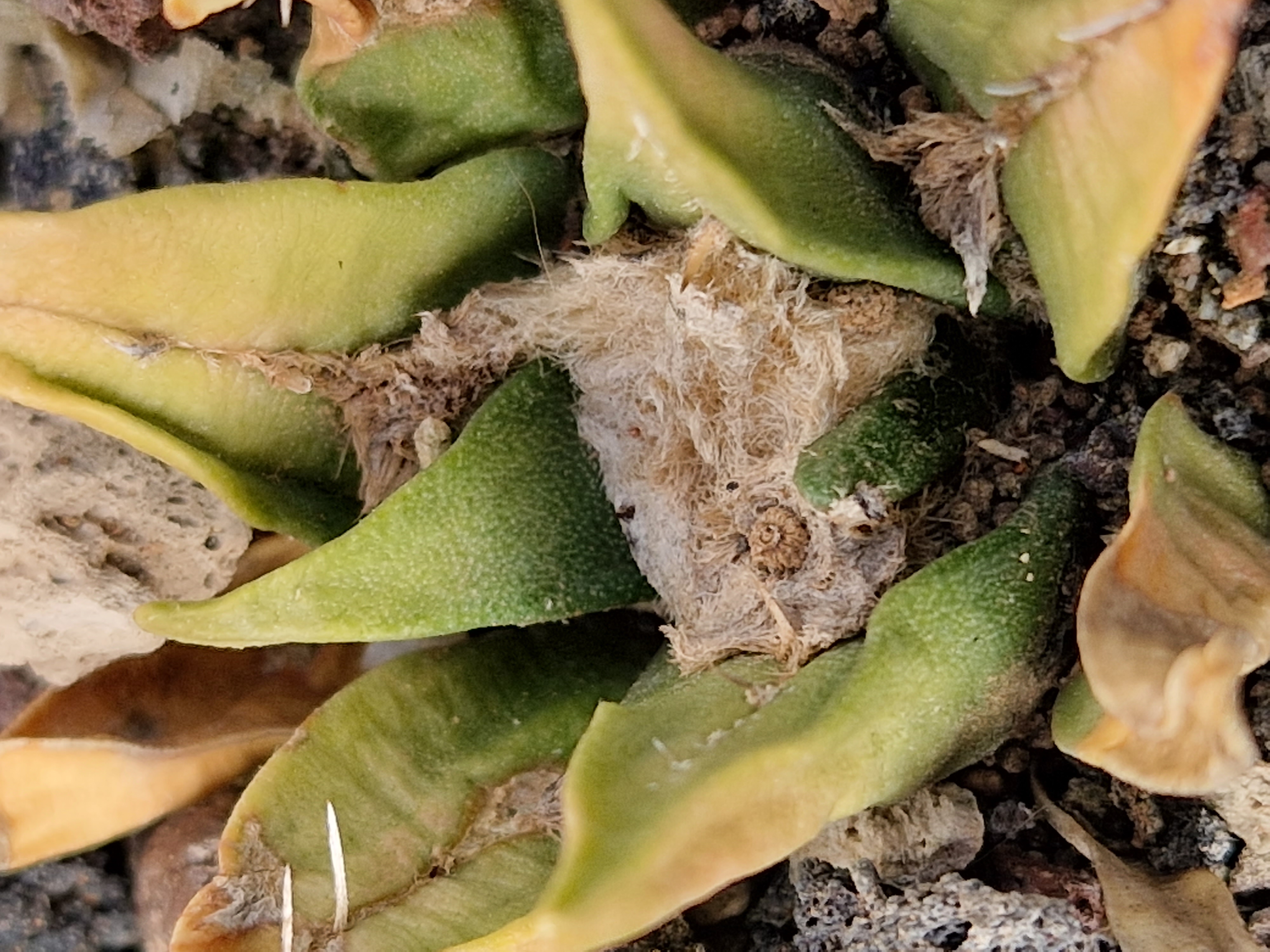 Ariocarpus <br>cv hybrid f3 agavoides