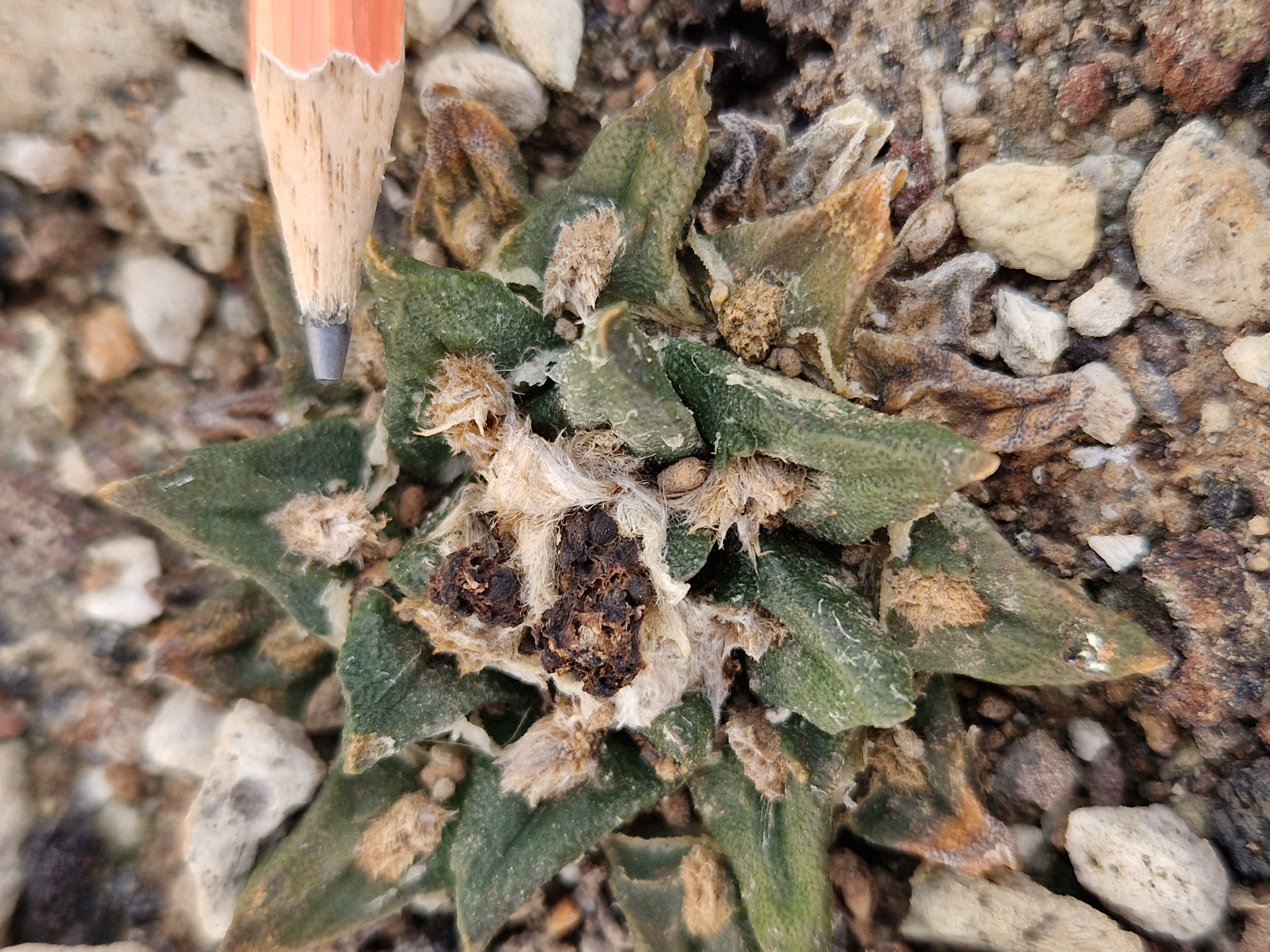 Ariocarpus <br>hybrid f2 furfuraceus x aga