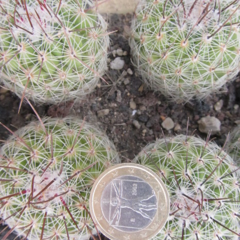 Thelocactus <br>conothelos auranthiacus