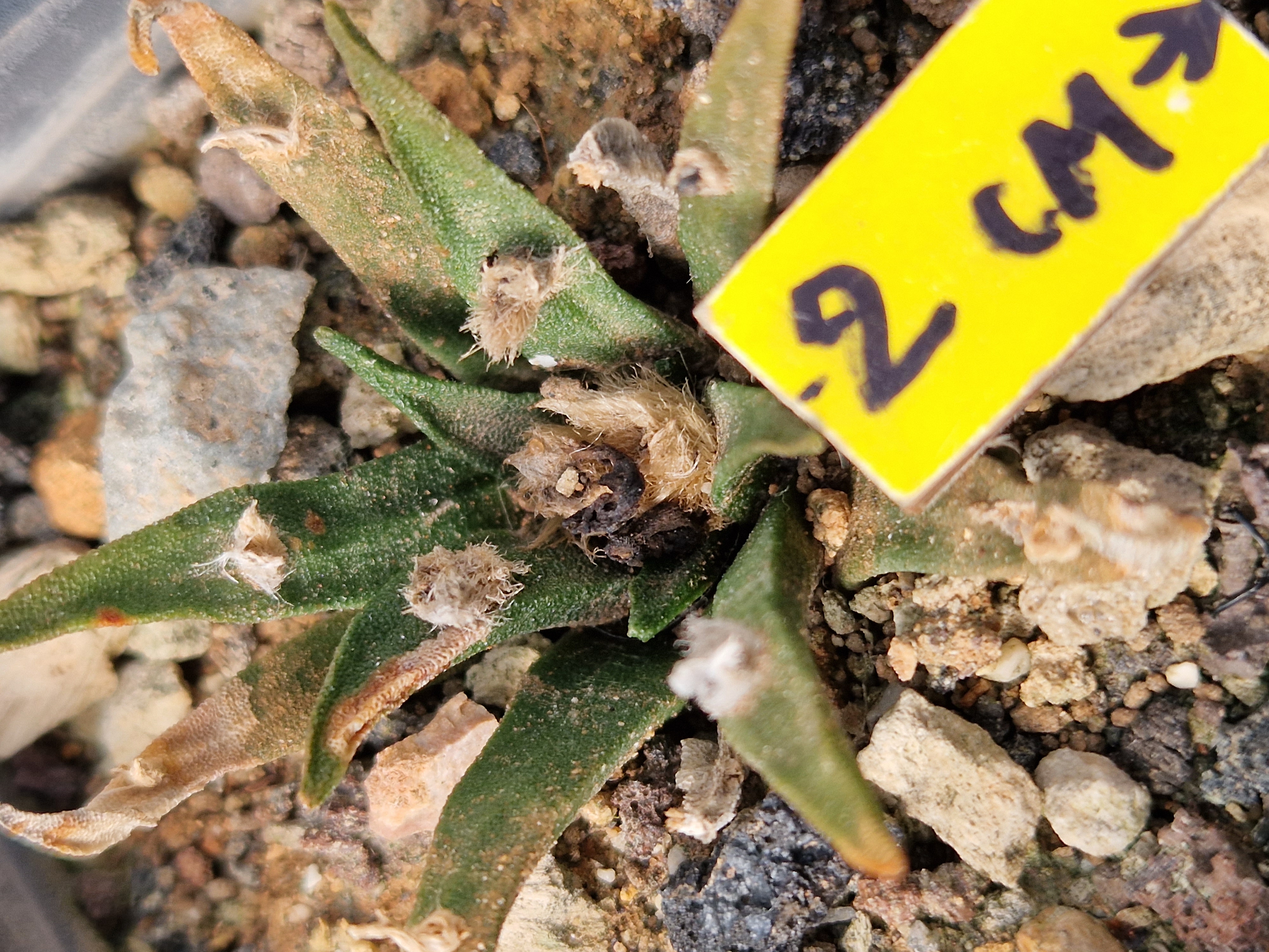 Ariocarpus <br>agavoides