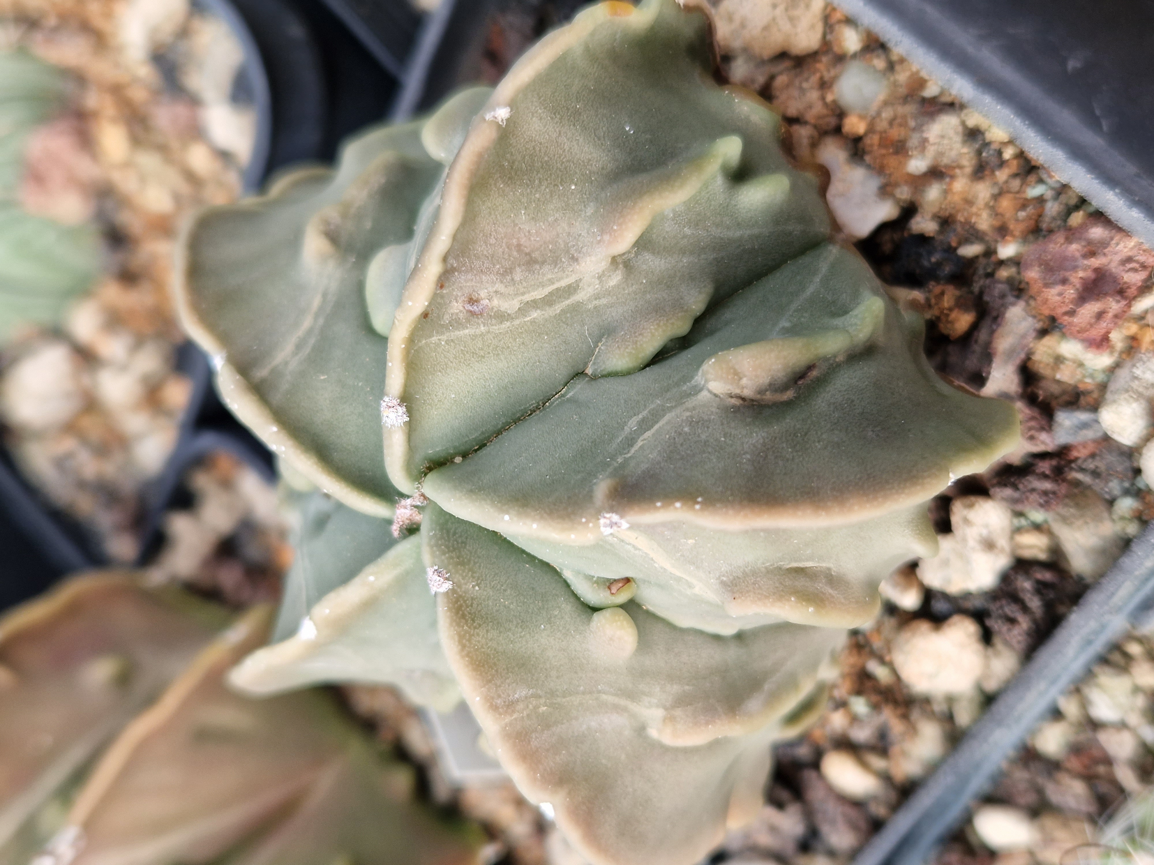 Astrophytum <br>myriostigma fukuryu nudum