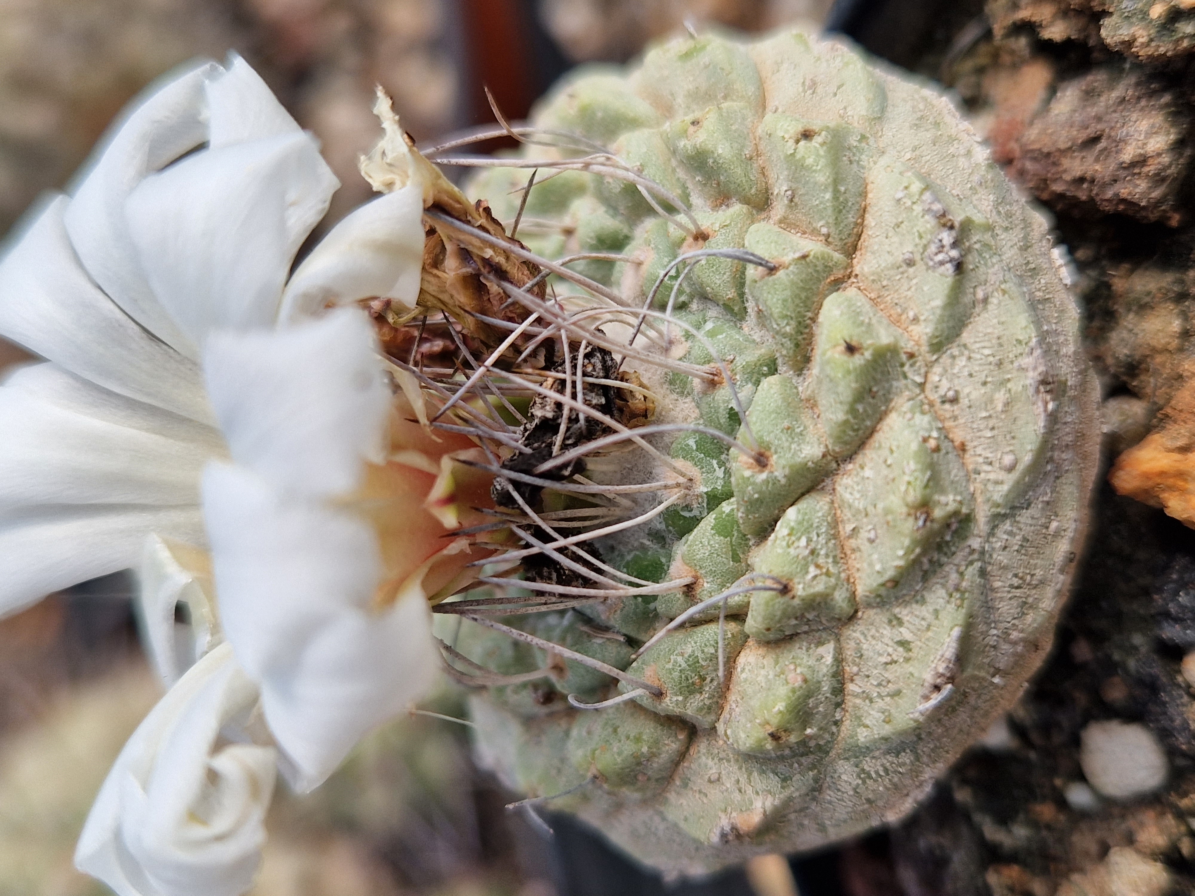 Strombocactus disciformis