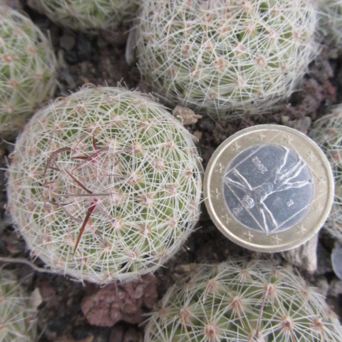 Thelocactus <br>conothelos aureiflorus 