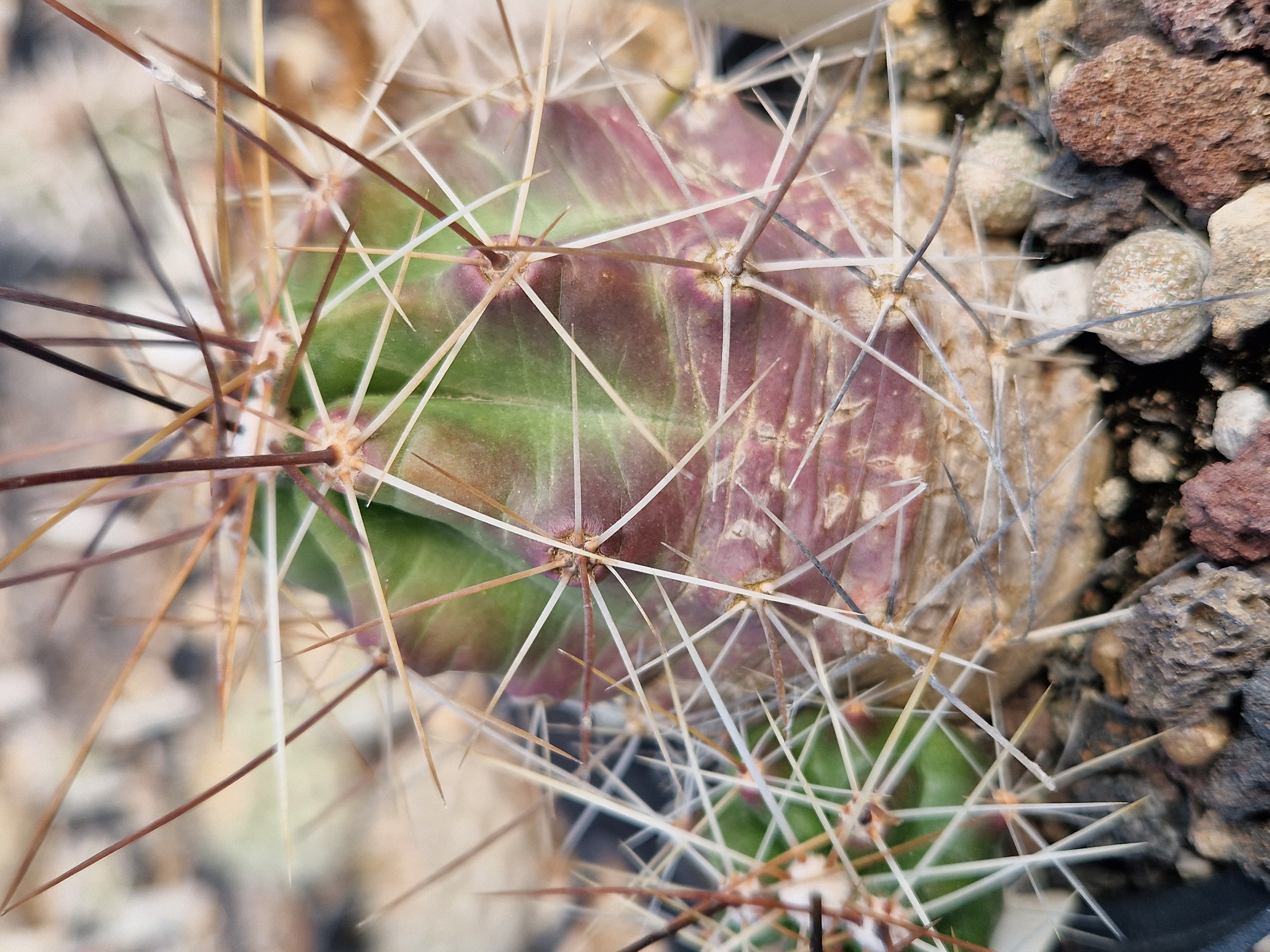 Echinocereus enneacanthus