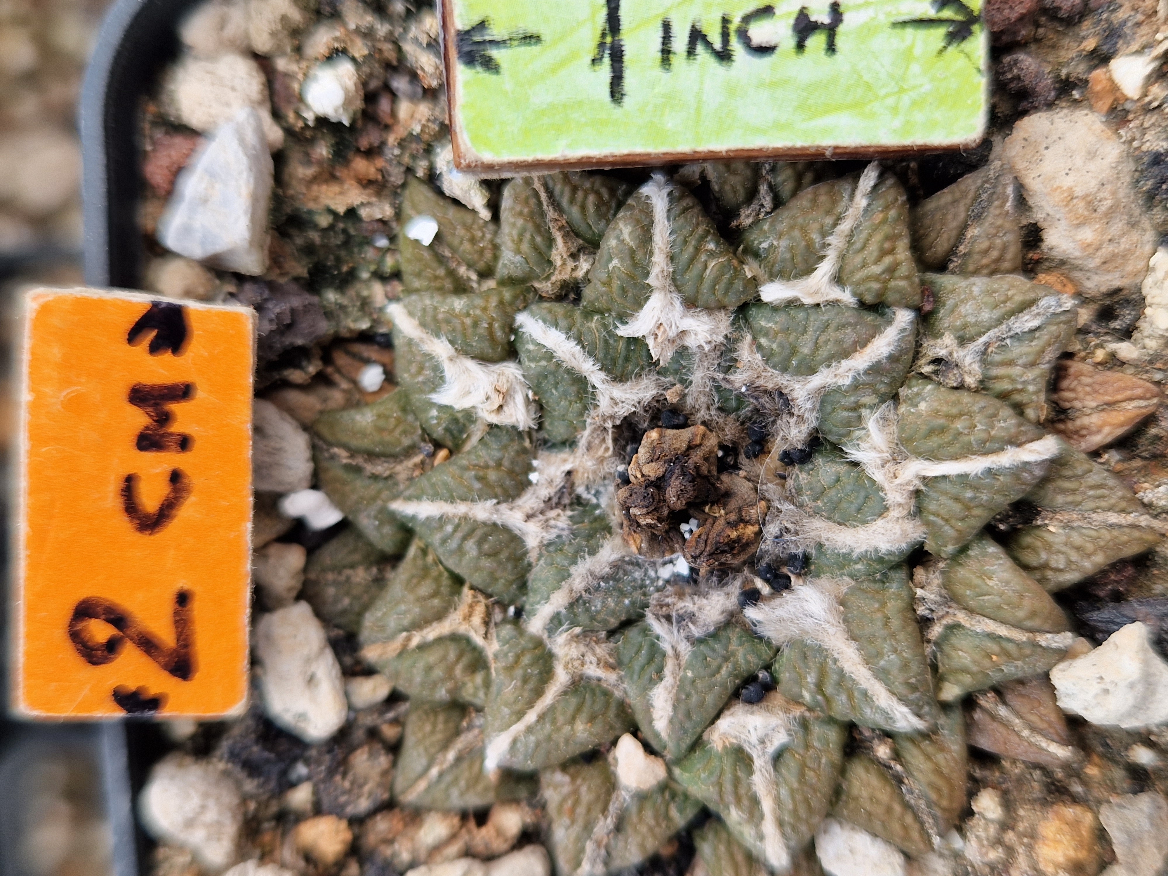 Ariocarpus <br>cv f1 fiss x kotsc eleph