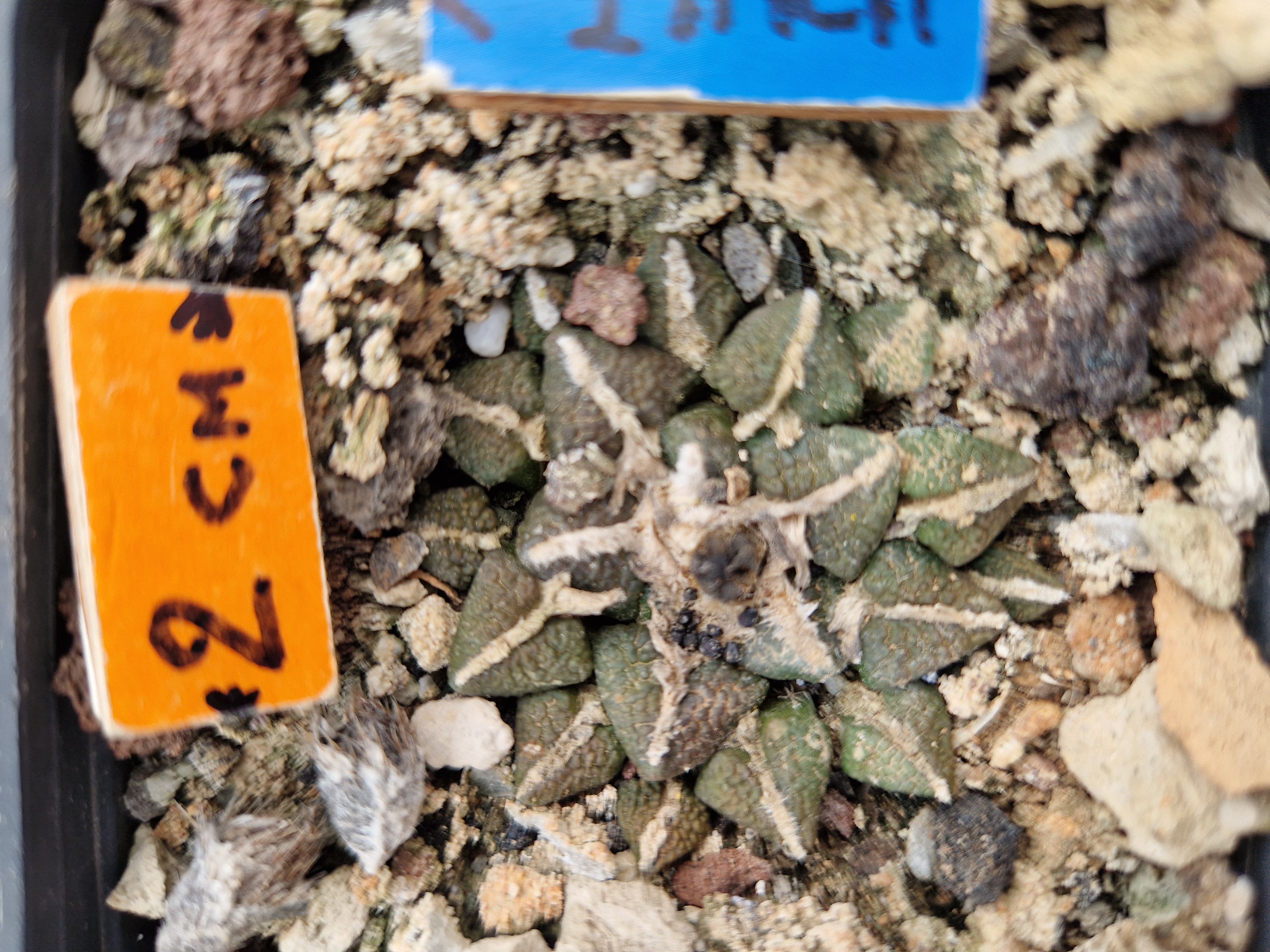 Ariocarpus f1 fissuratus x kotsch eleph