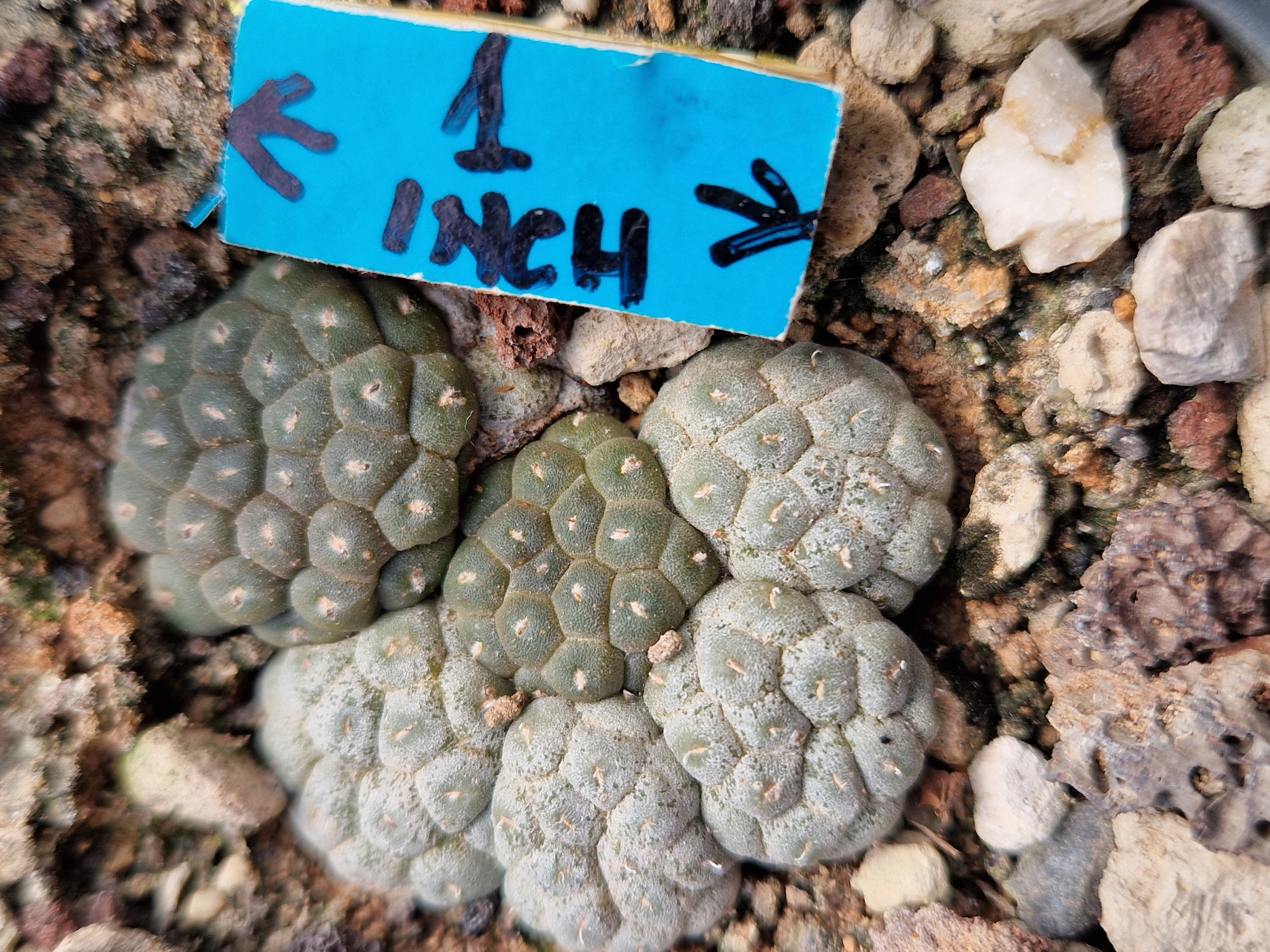Puna bonnieae 