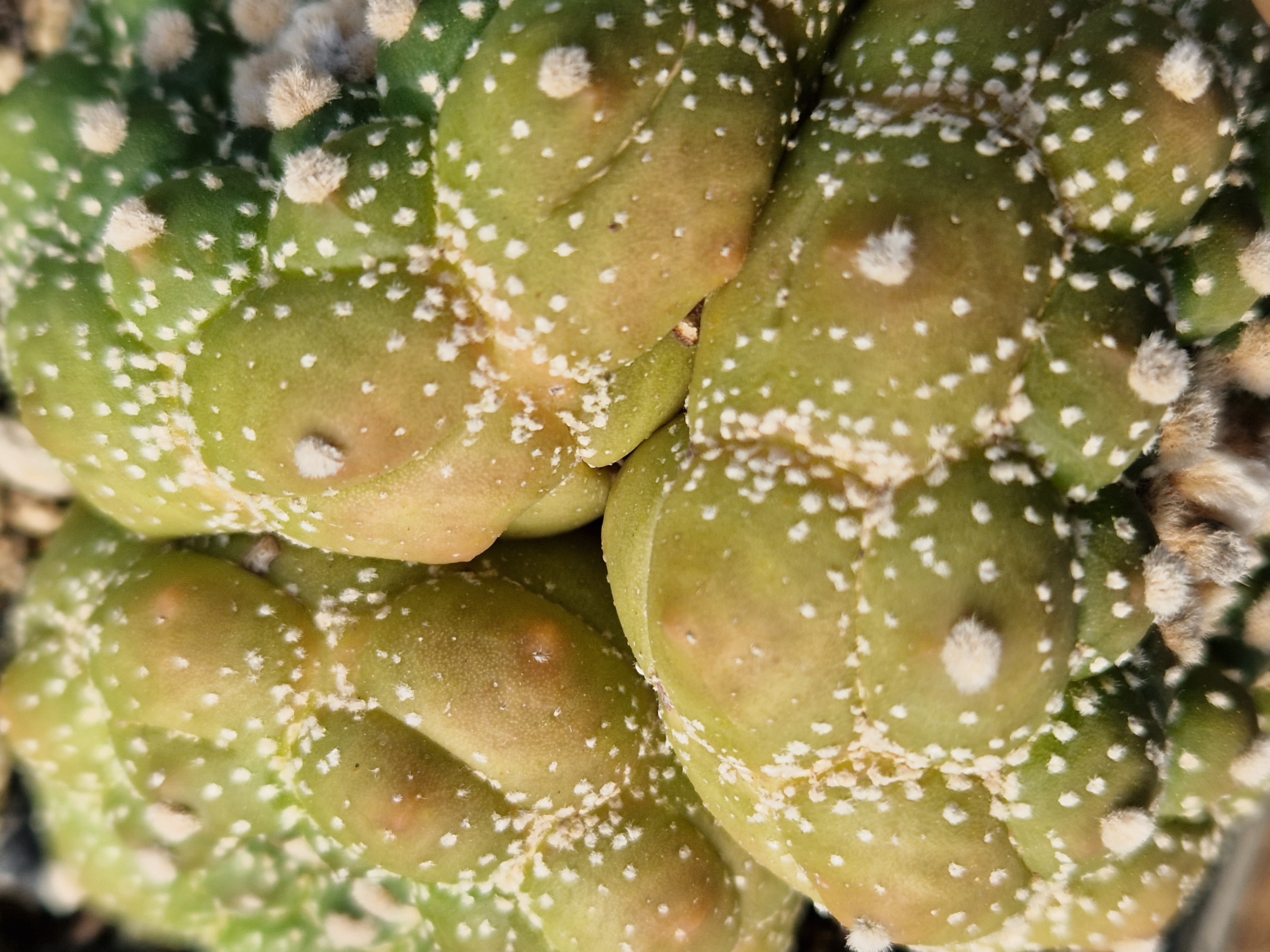 Astrophytum <br>asterias kikko turtle