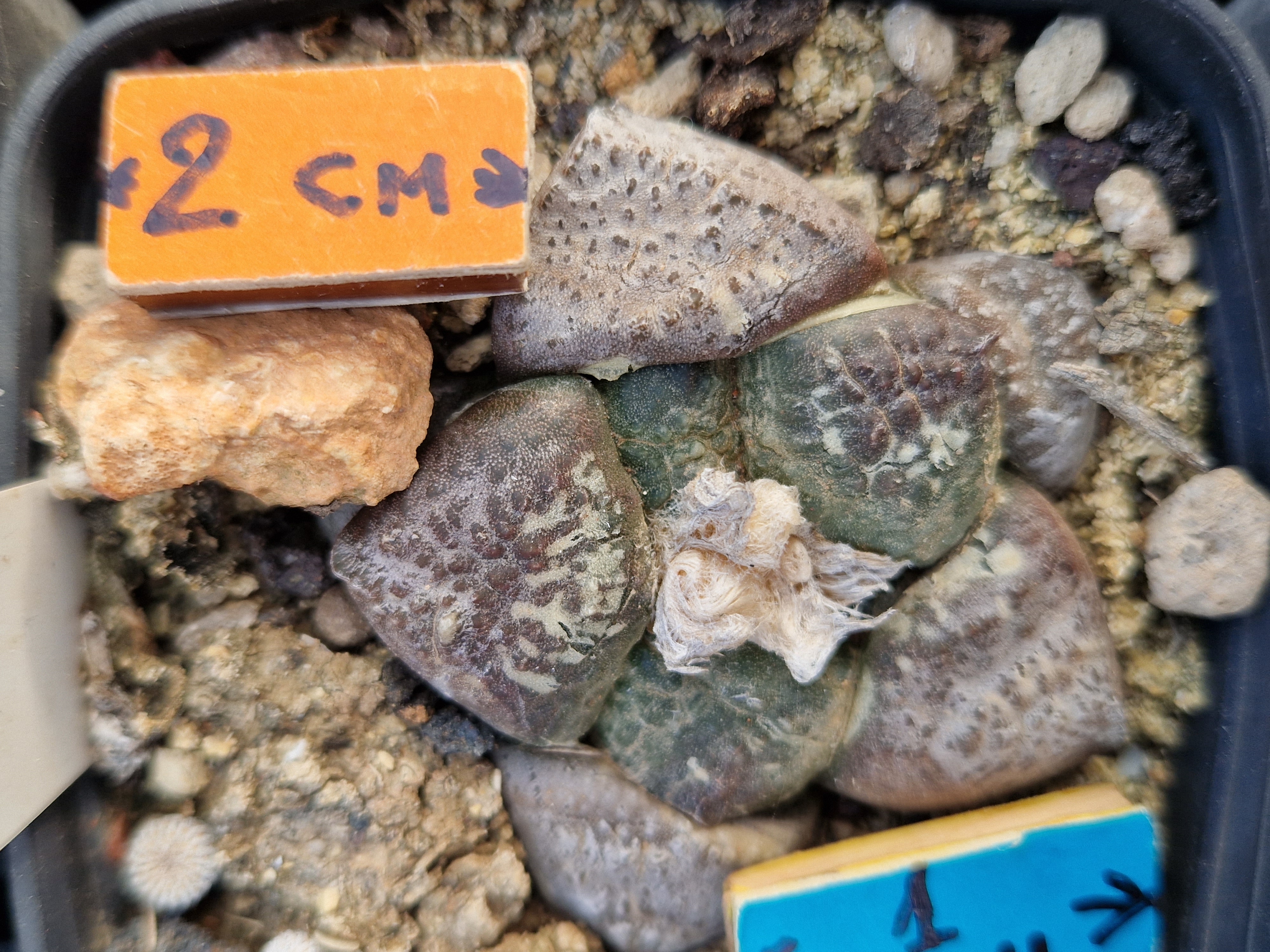 Ariocarpus <br>fissuratus lloydii