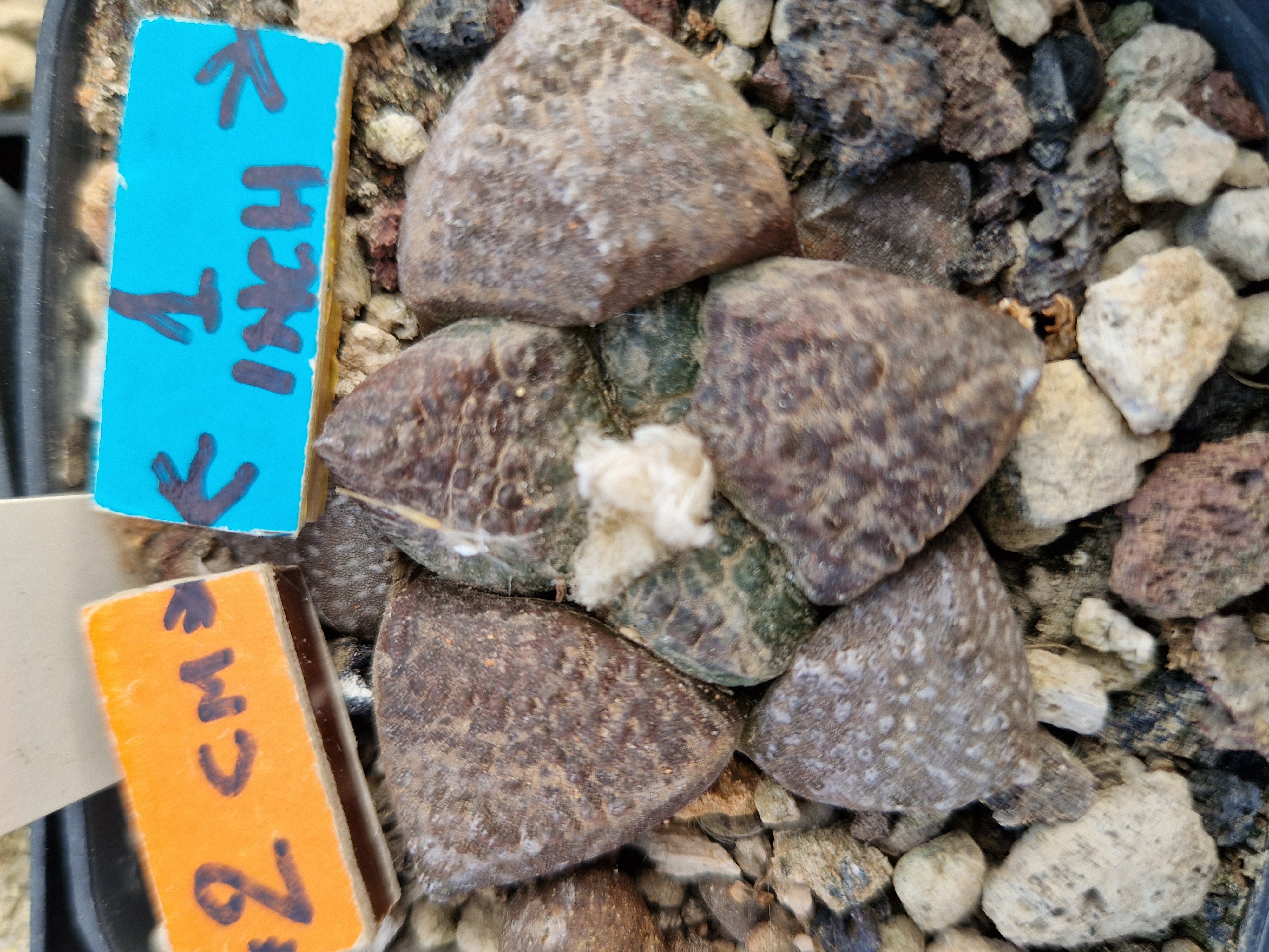 Ariocarpus <br>fissuratus lloydii