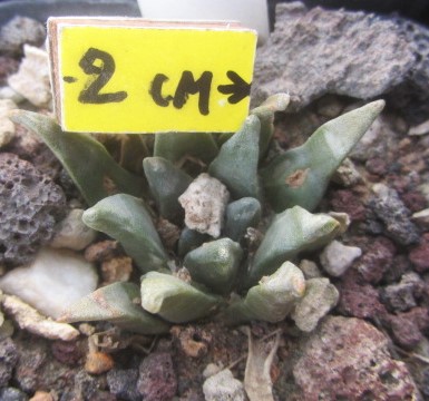 Ariocarpus hybrid f2 aga x retusus