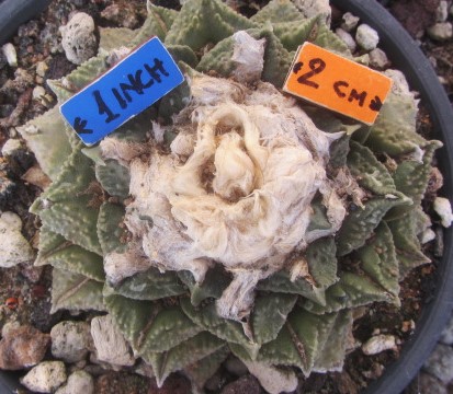 Ariocarpus hybrid f2 furf x hintoni