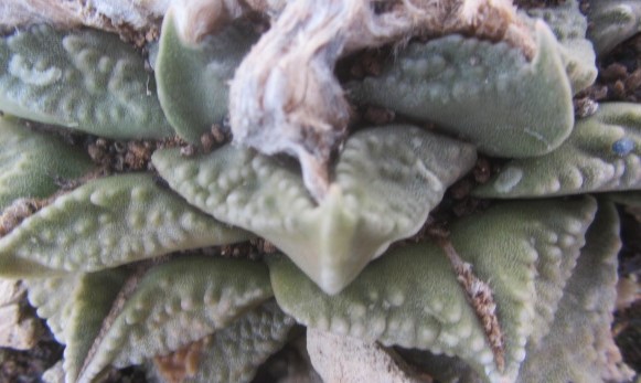 Ariocarpus <br>hybrid f2 furf x hintoni