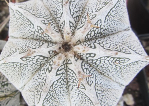 Astrophytum <br>myriostigma cv onzuka select 